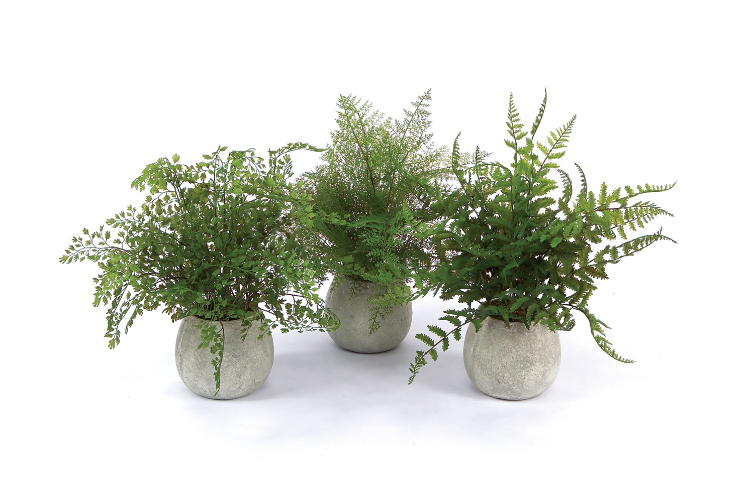 Potted Fern (Set of 3) 14
