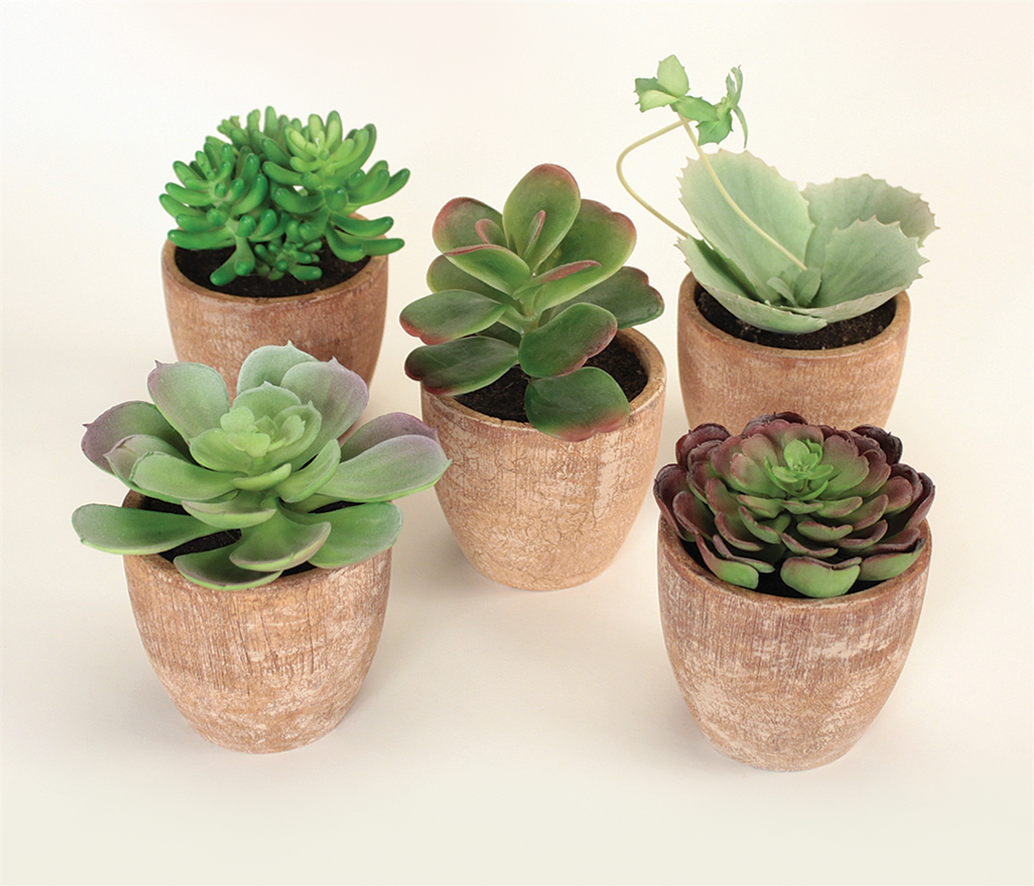 Potted Succulent (Set of 5) 4