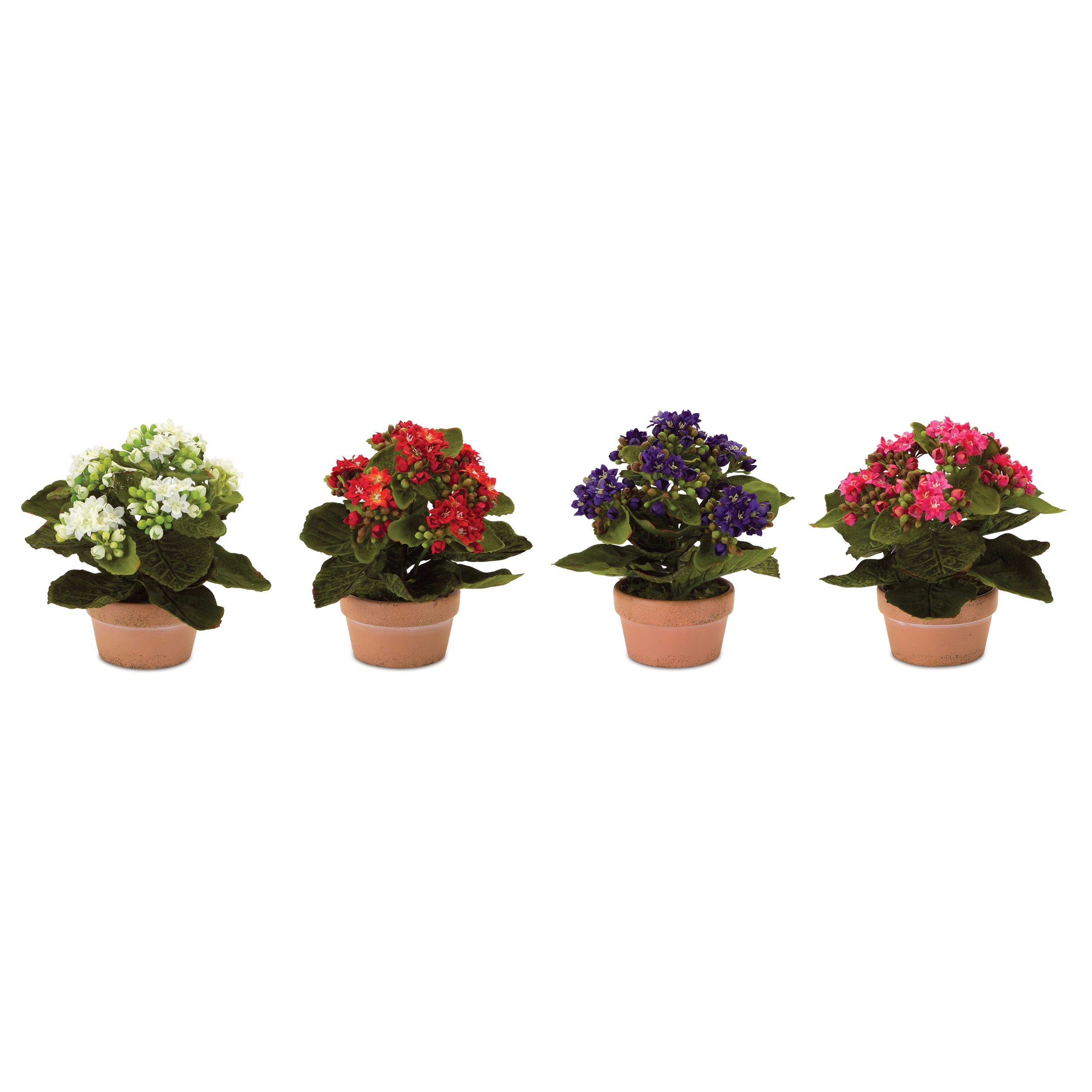 Kalanchoe w/Pot (Set of 4) 7