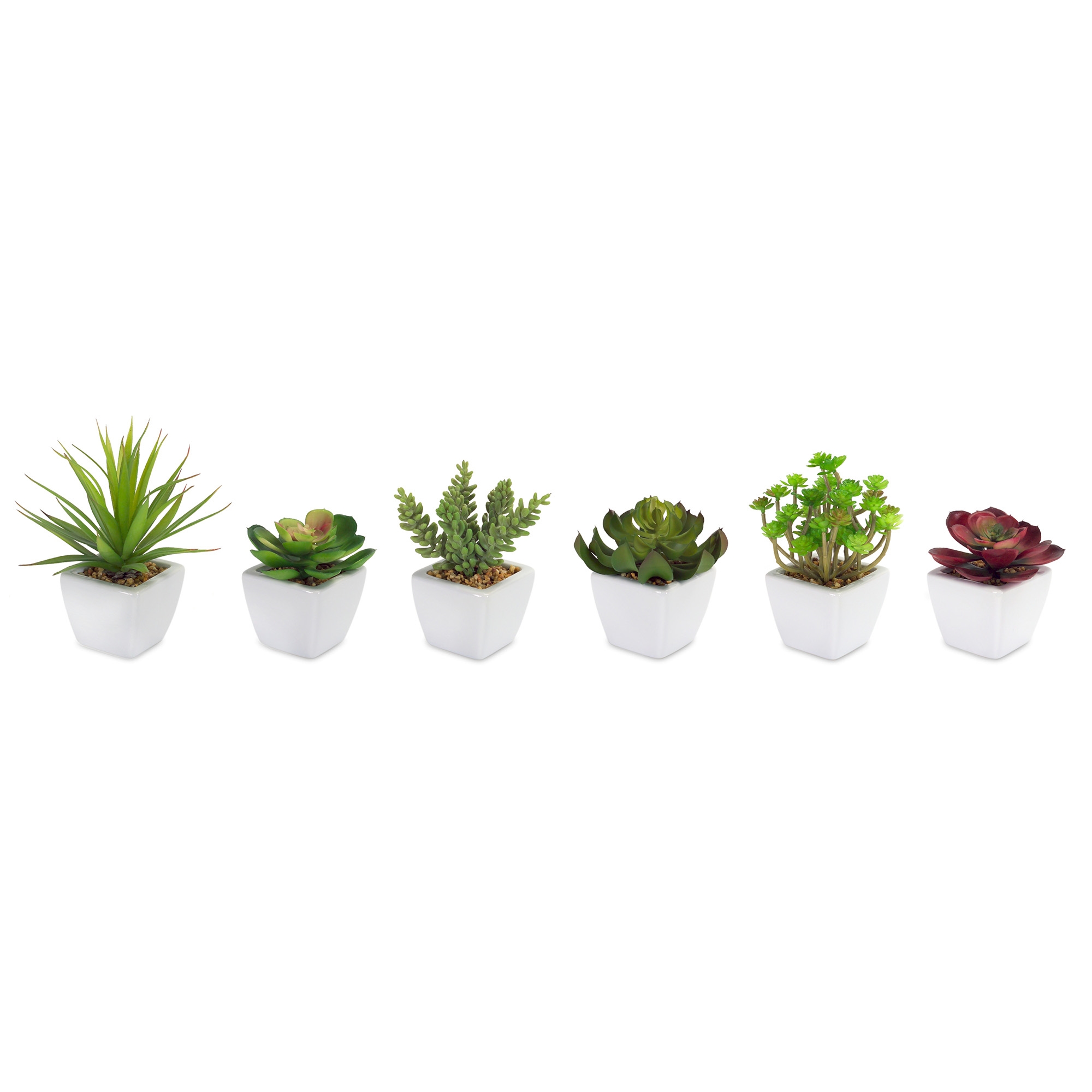 Potted Succulent (Set of 6) 7