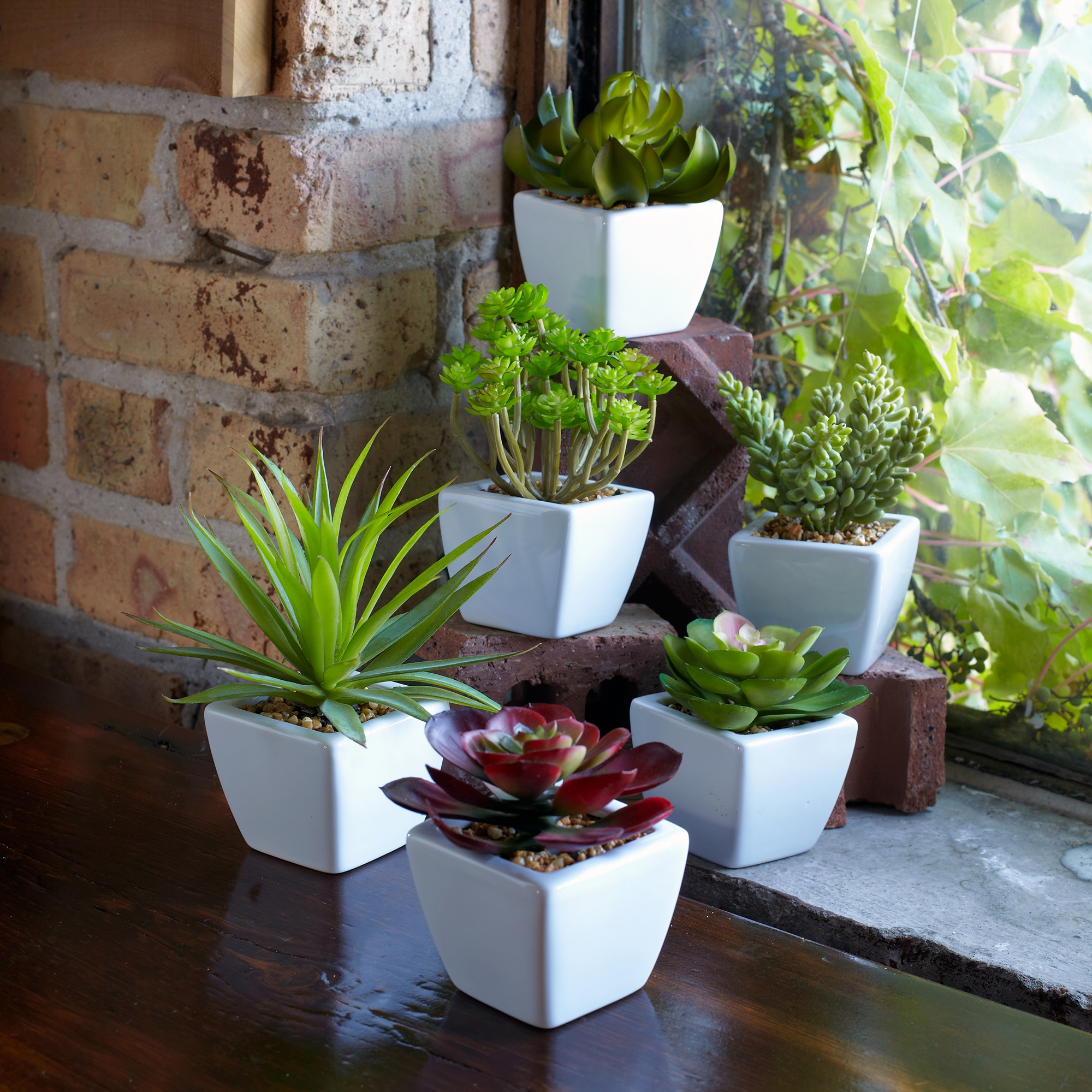 Potted Succulent (Set of 6) 7
