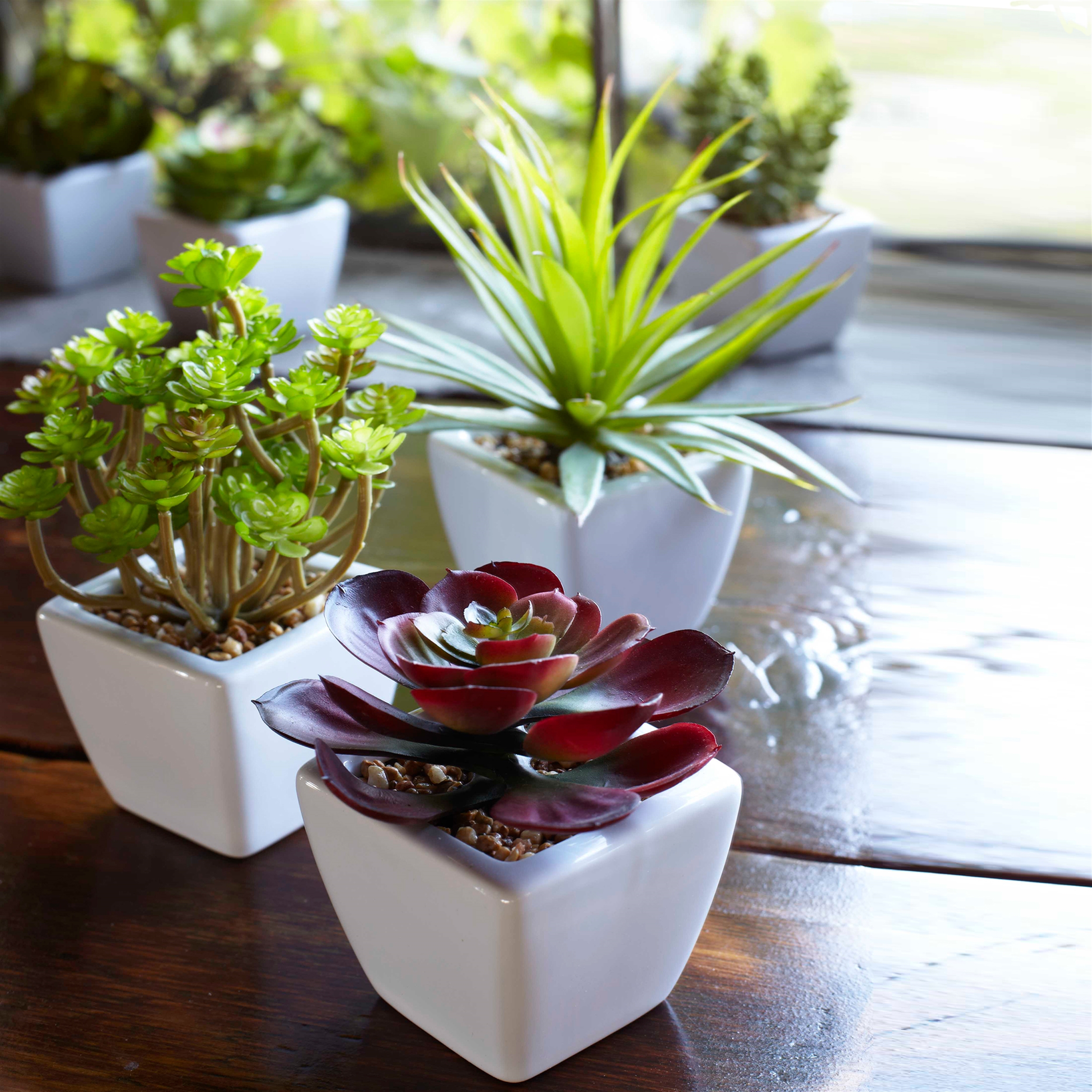 Potted Succulent (Set of 6) 7