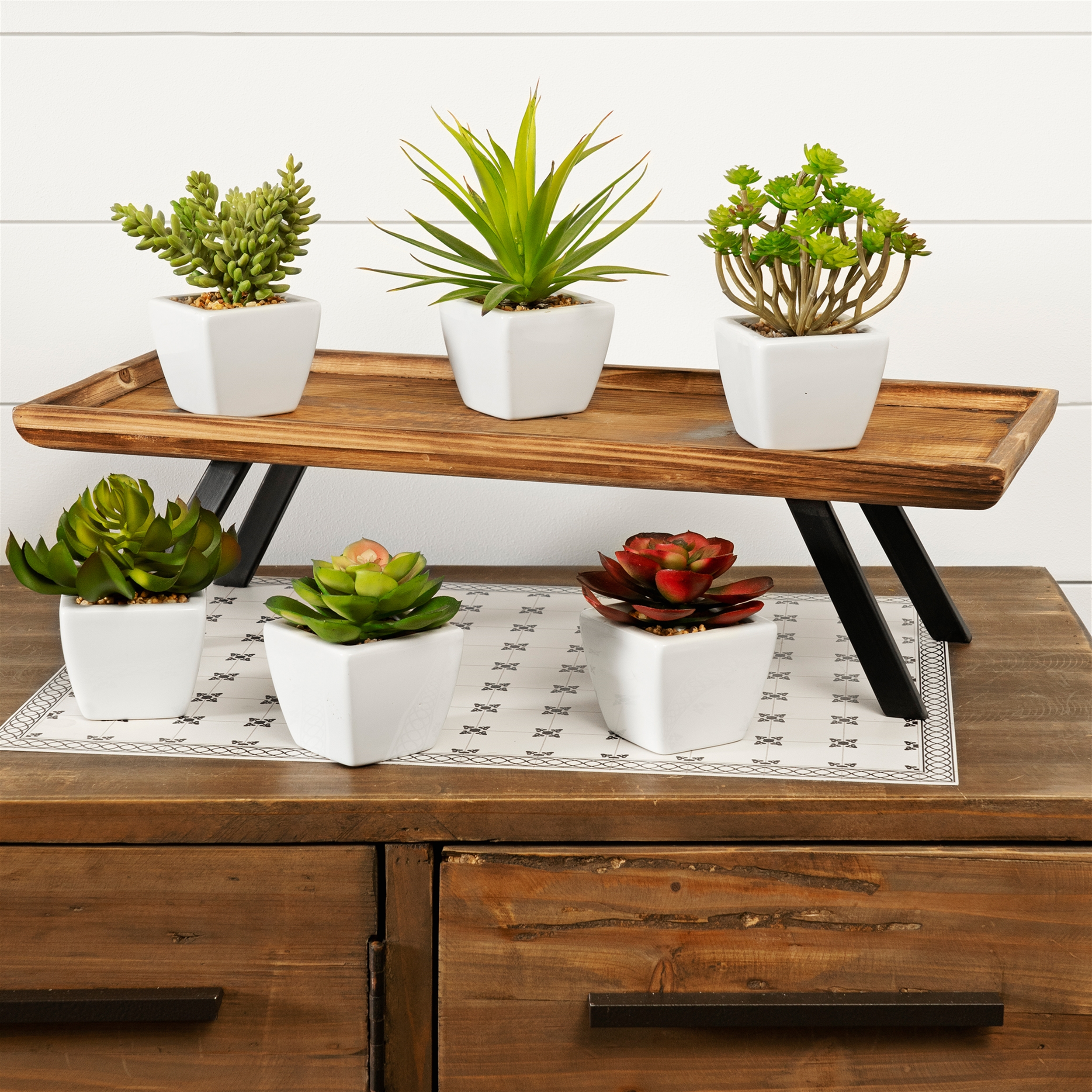 Potted Succulent (Set of 6) 7