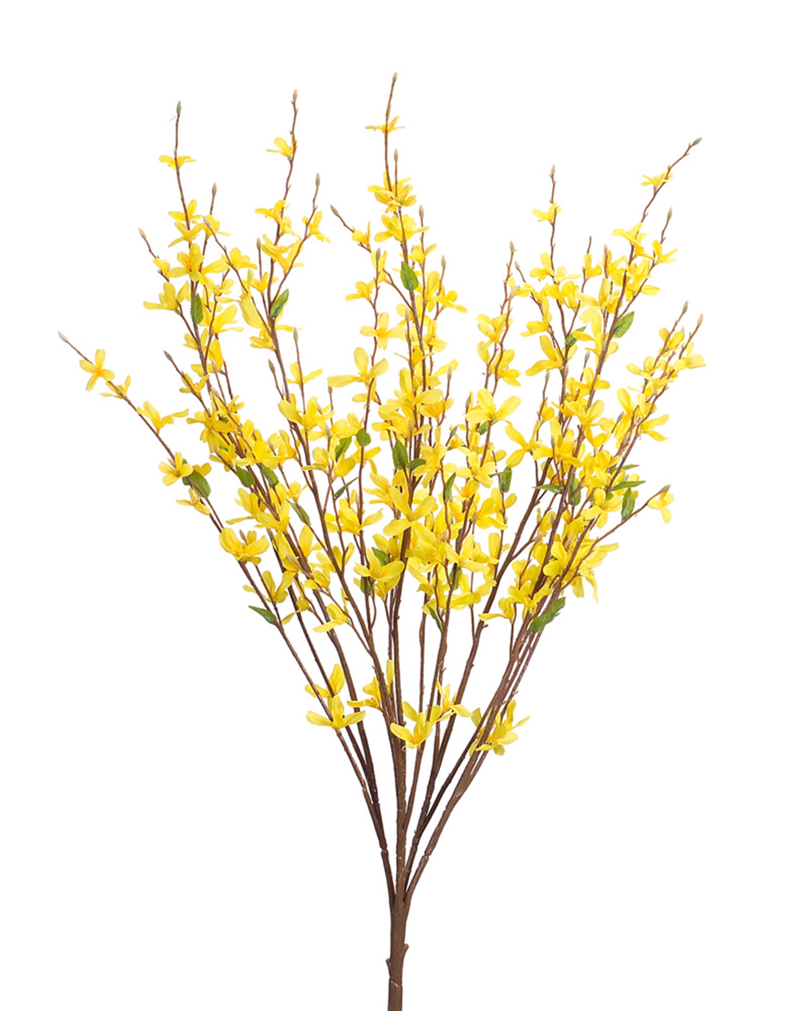 Forsythia Bush (Set of 12) 31