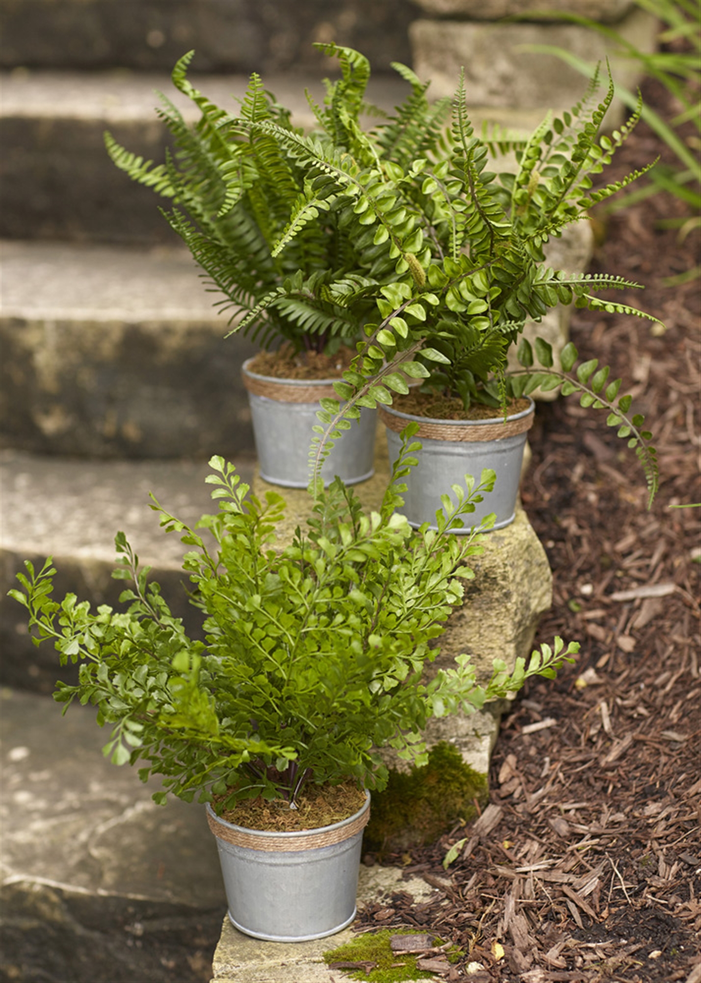 Potted Fern (Set of 3) 14.5