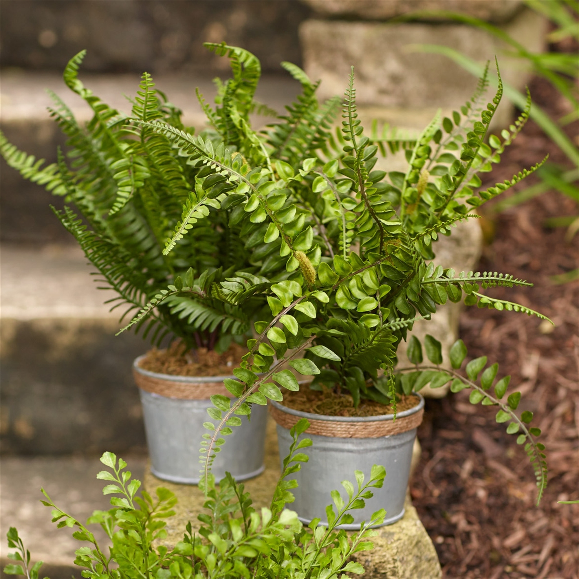 Potted Fern (Set of 3) 14.5