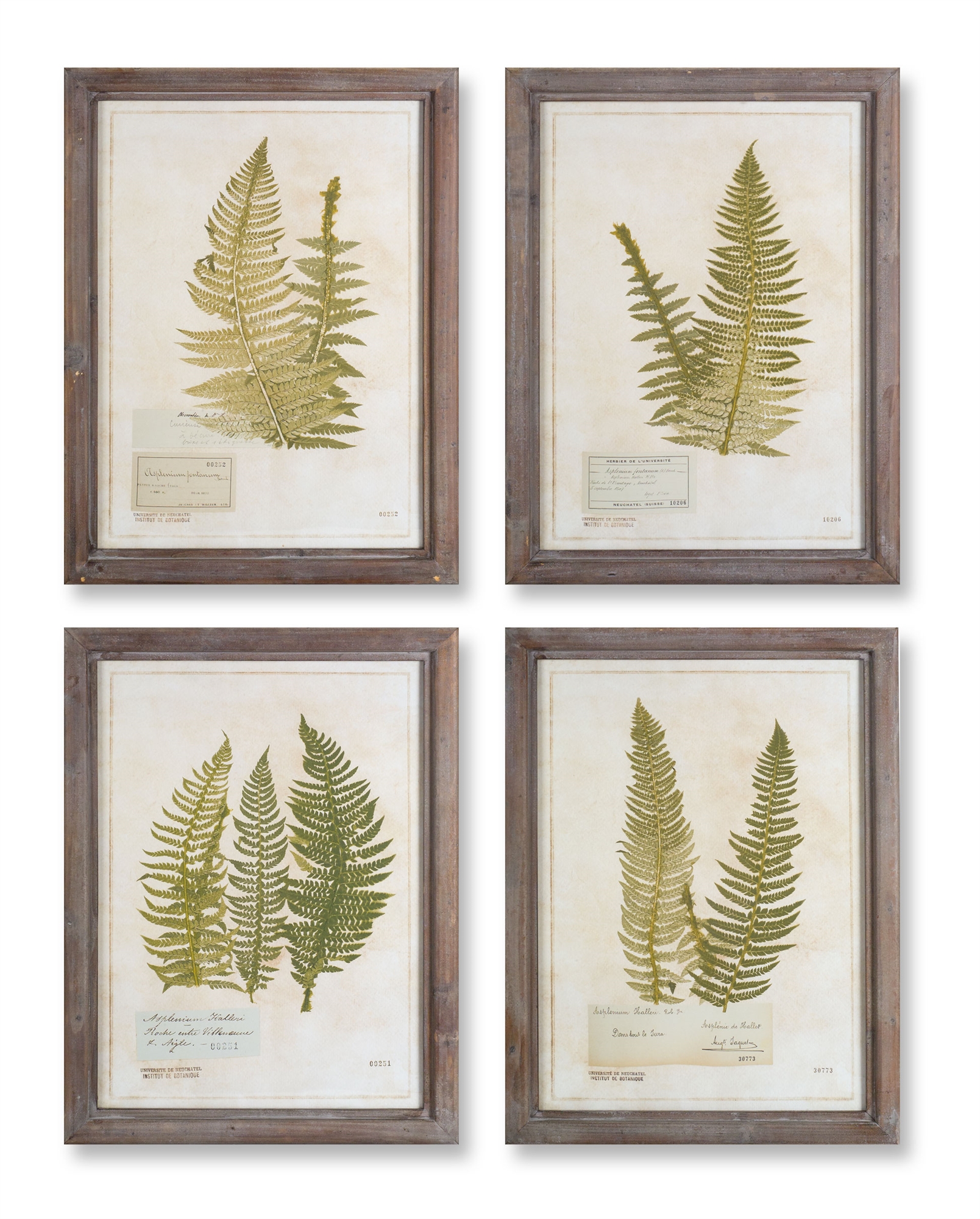 Framed Fern Print (Set of 4) 17.75