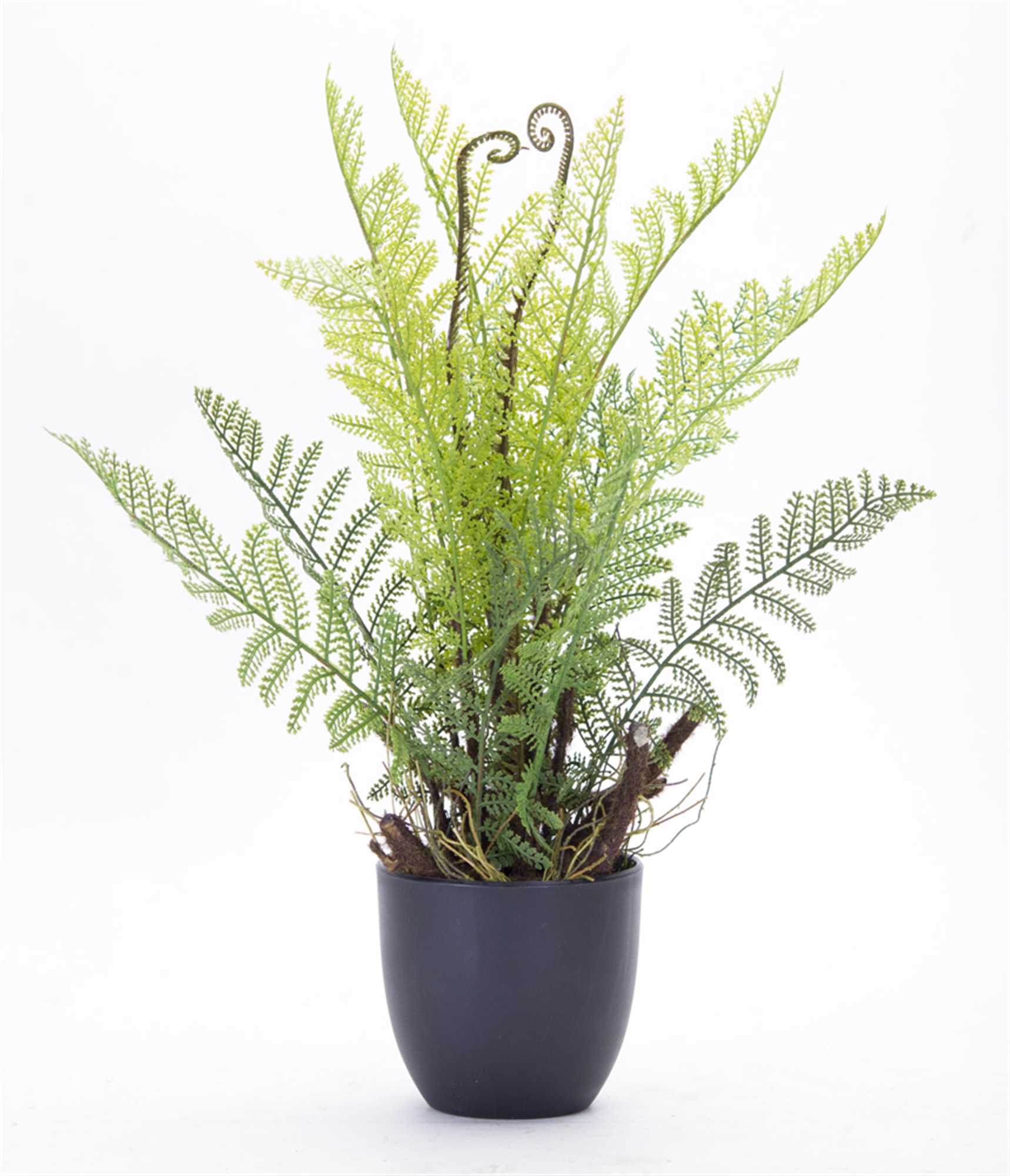 Fern Potted (Set of 2) 11