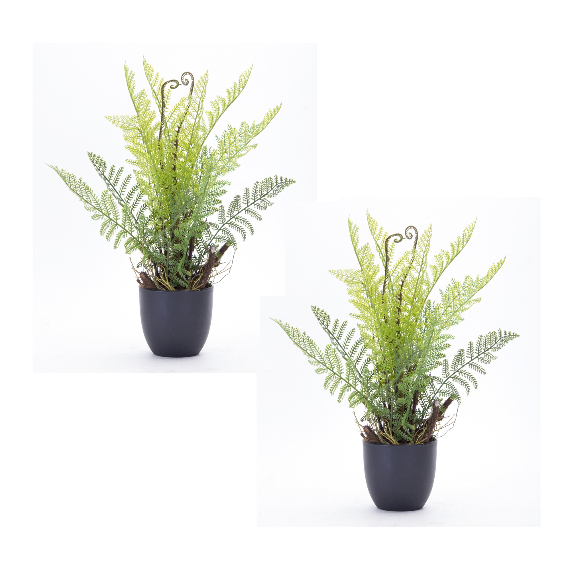 Fern Potted (Set of 2) 11