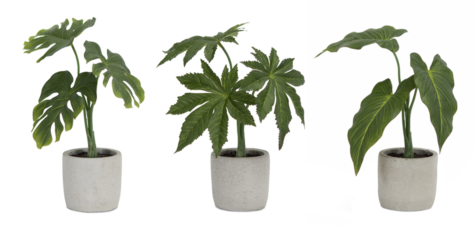 Potted Foliage (Set of 6) 10