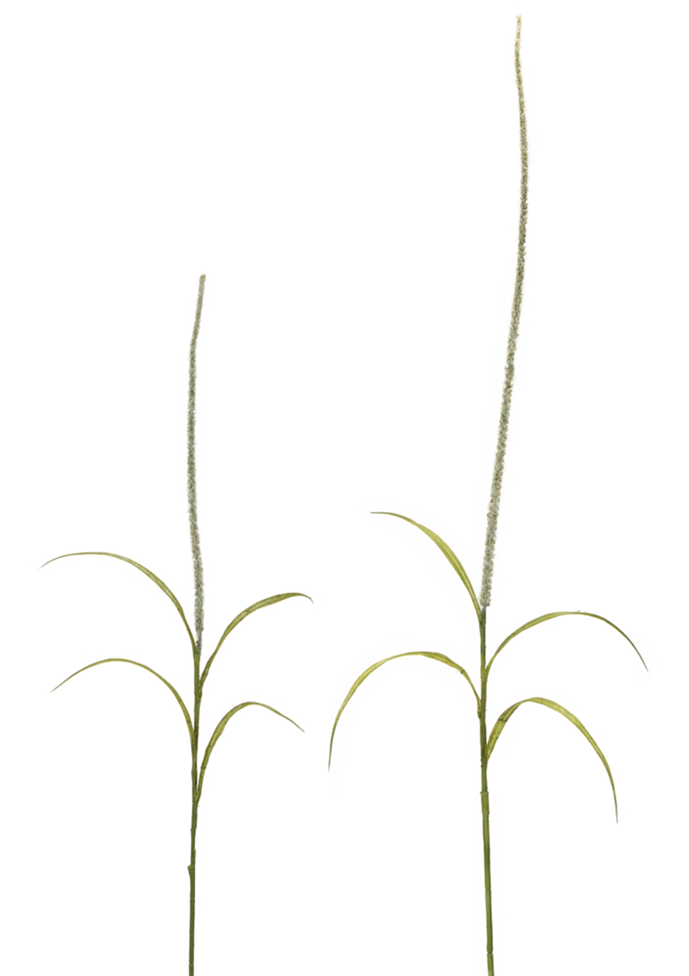 Foxtail (Set of 6) 39