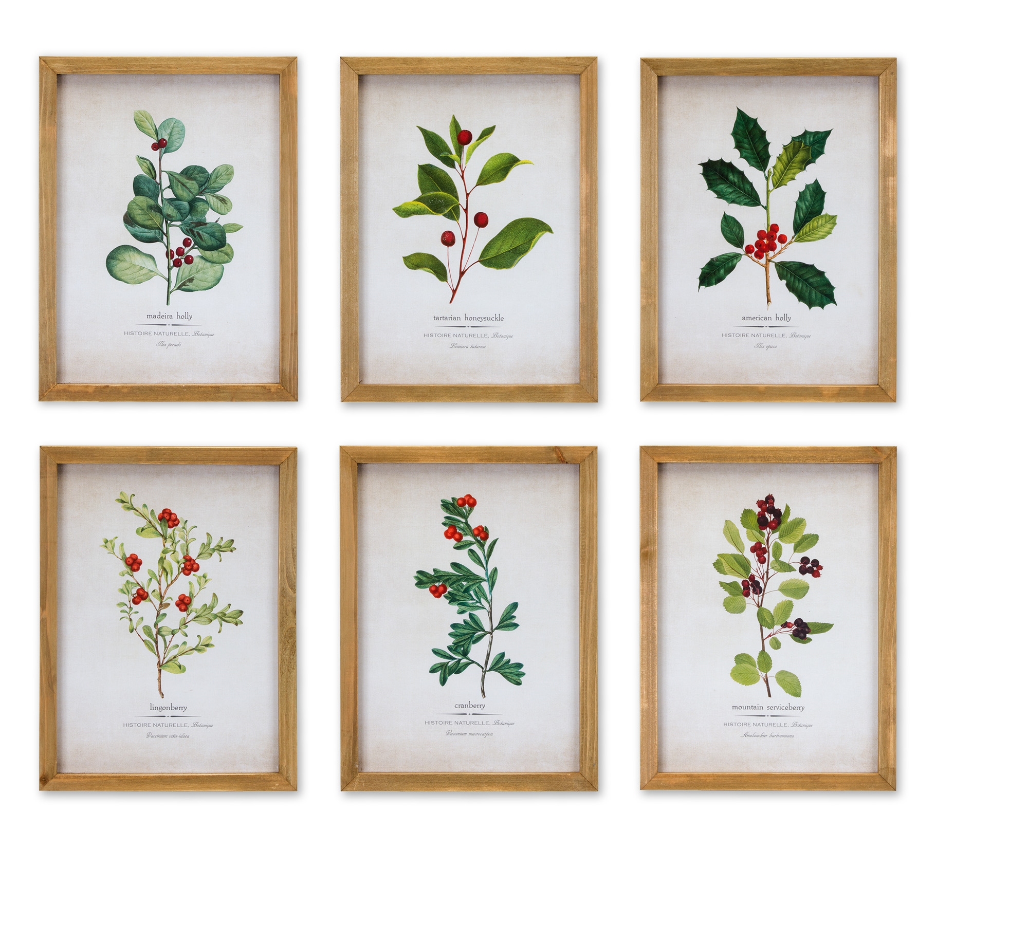Framed Winter Foliage (Set of 6) 10.5