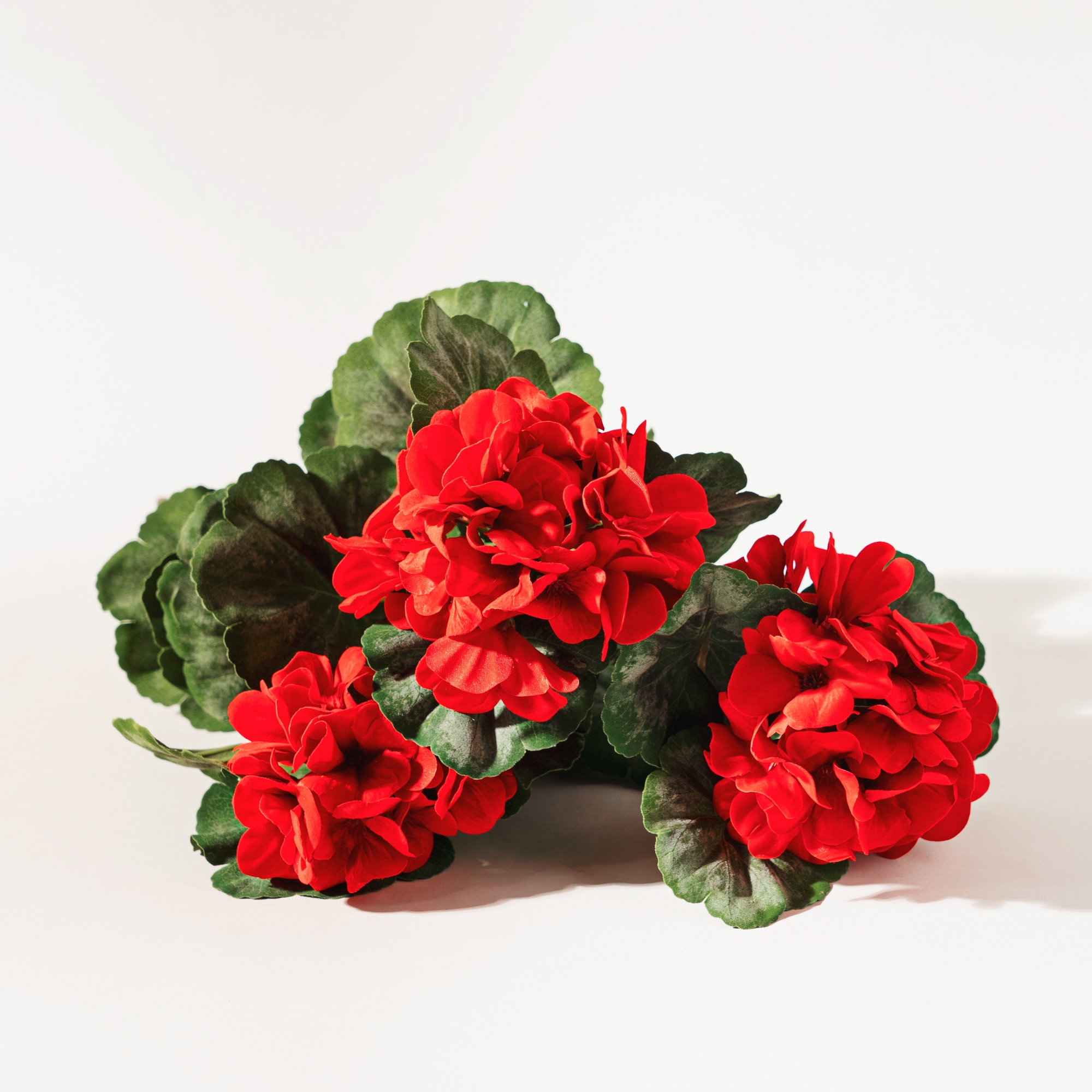 Geranium Bush (Set of 2) 20.25