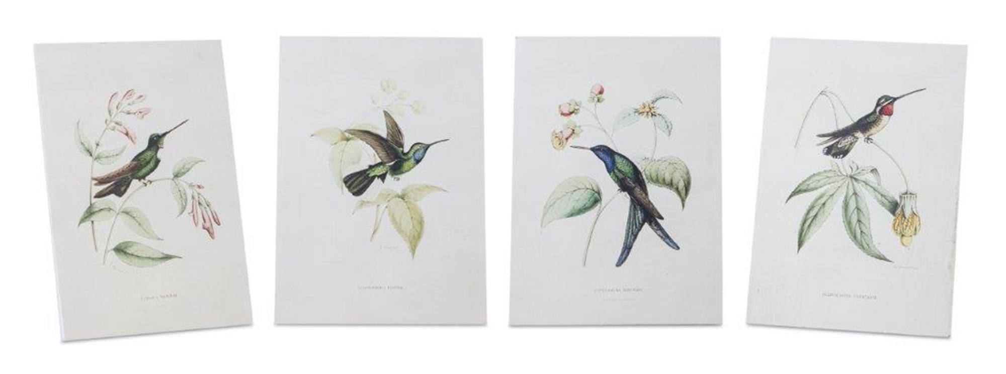 Hummingbird Print (Set of 4) 5.5