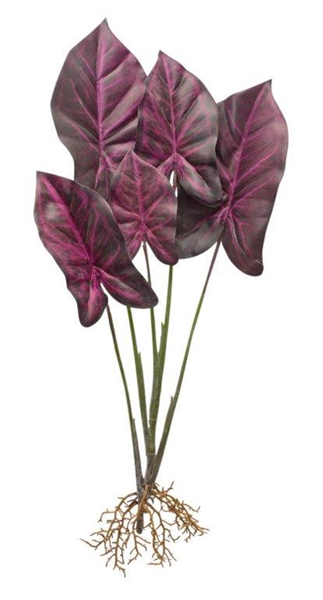Caladium Plant (Set of 2) 22.25
