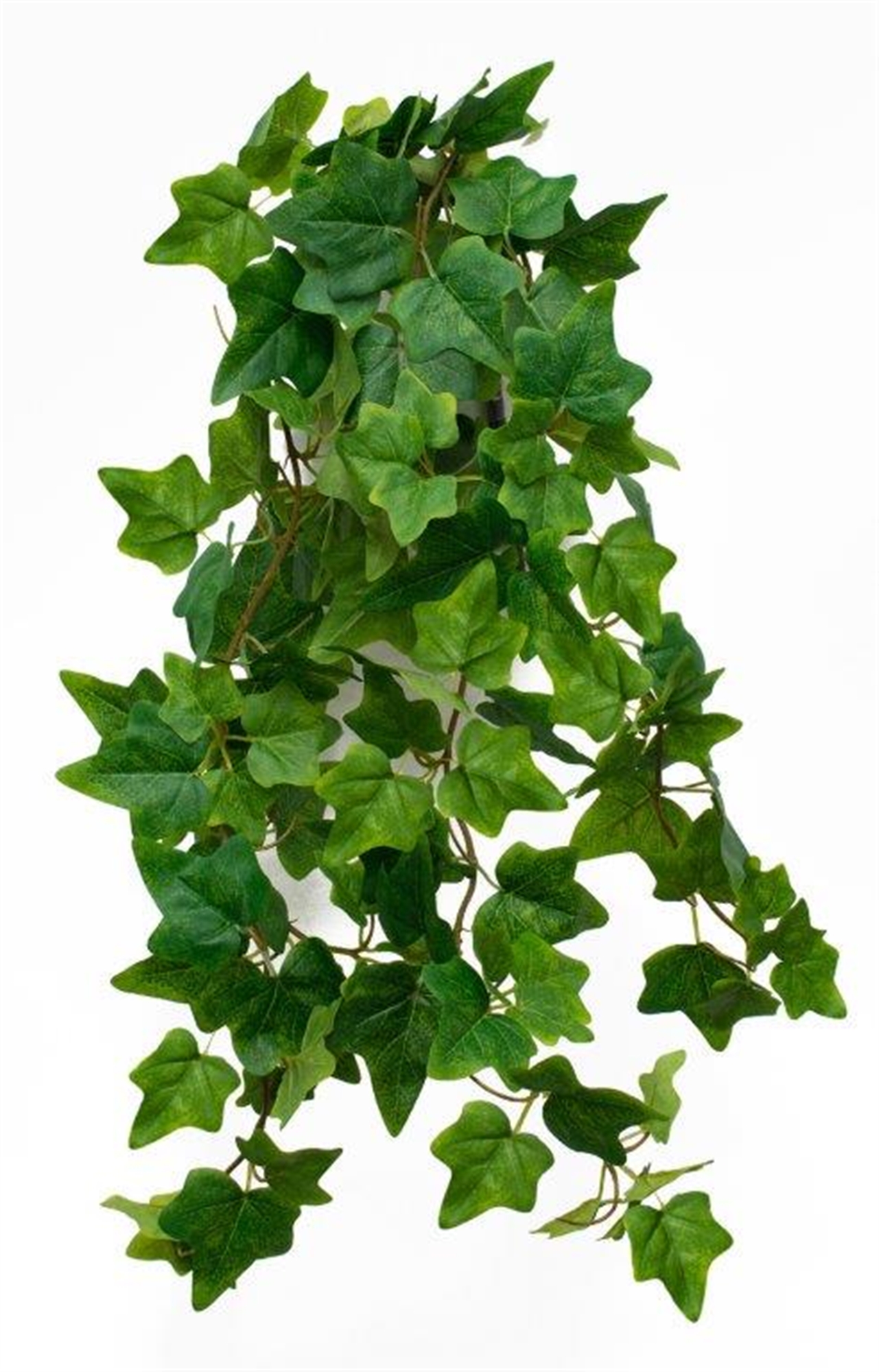Hanging Ivy Vine 39.5