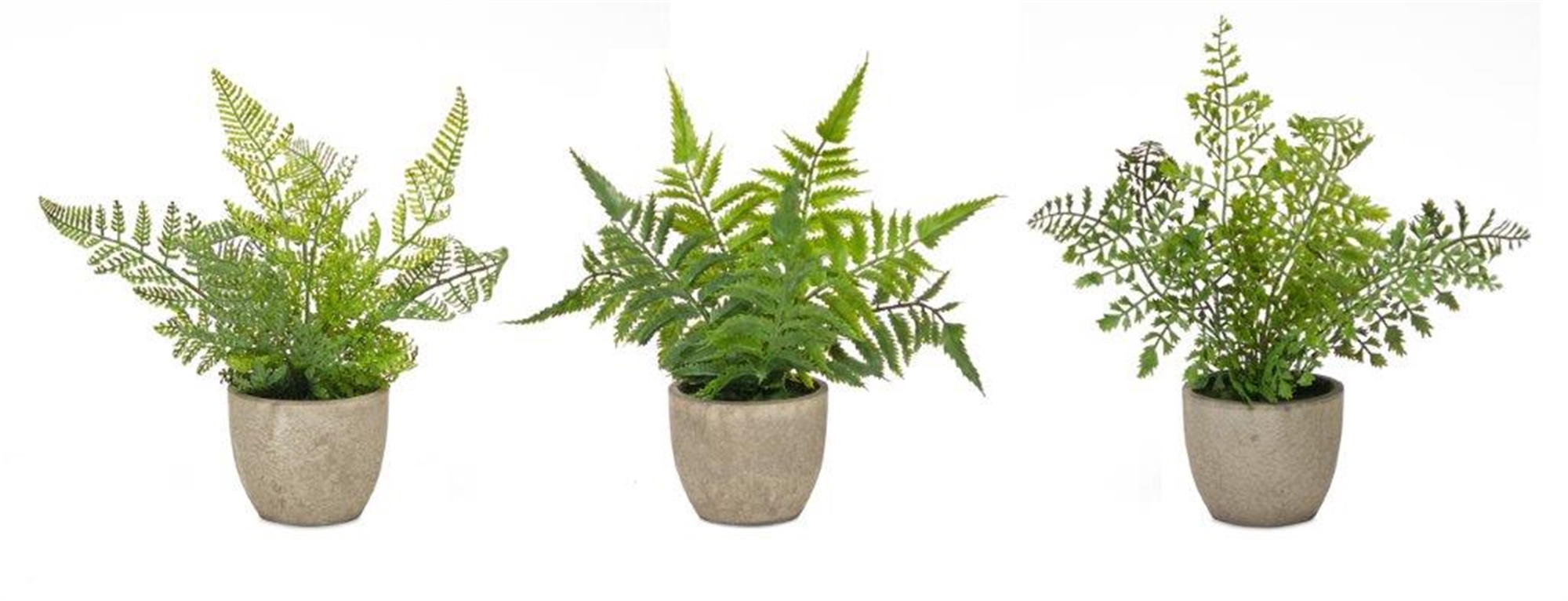 Potted Fern (Set of 3) 9.5