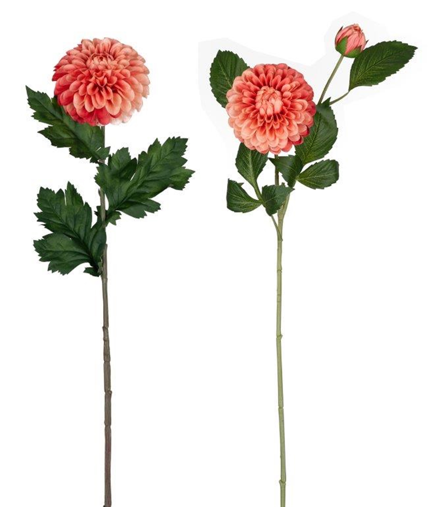 Dahlia (Set of 4) 24