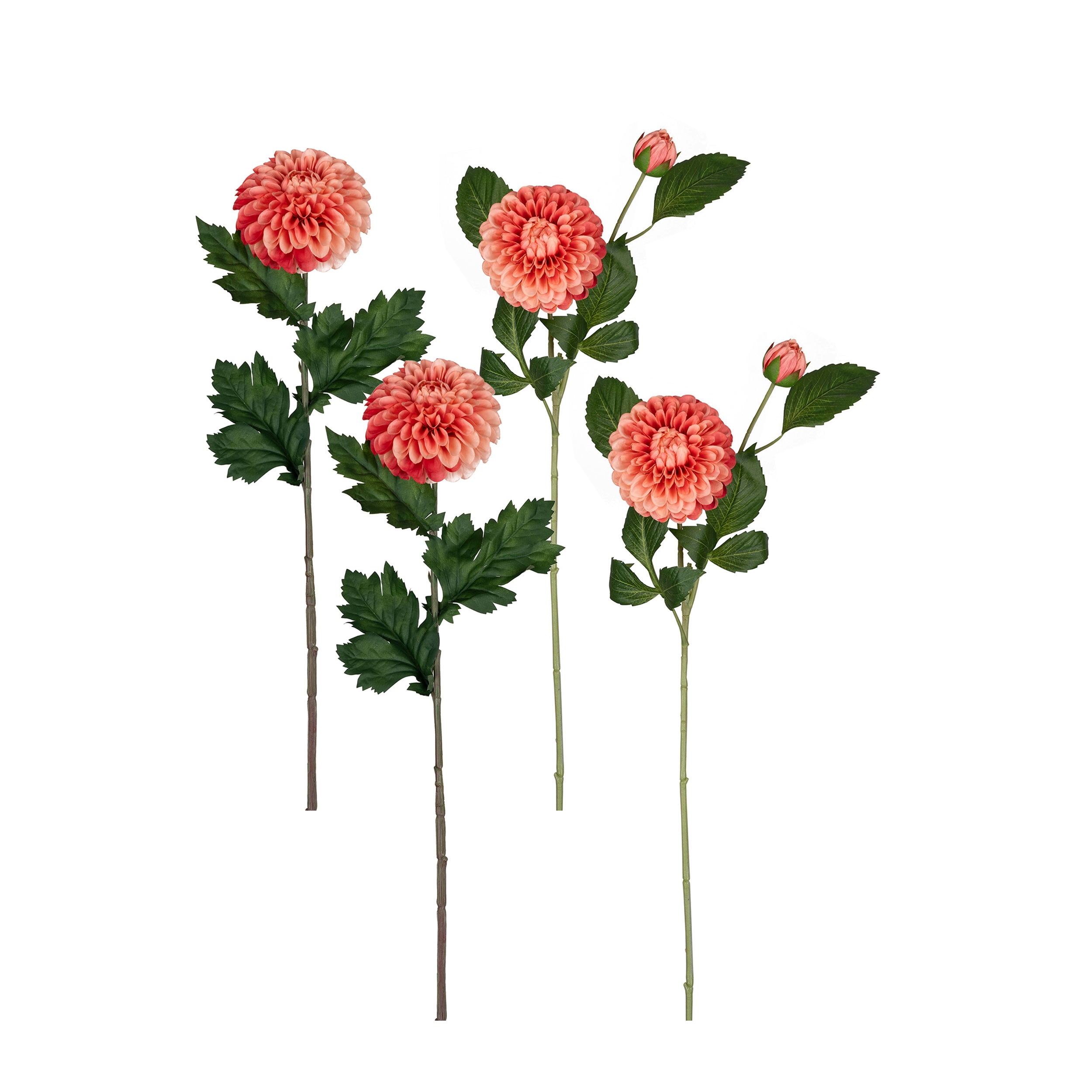 Dahlia (Set of 4) 24