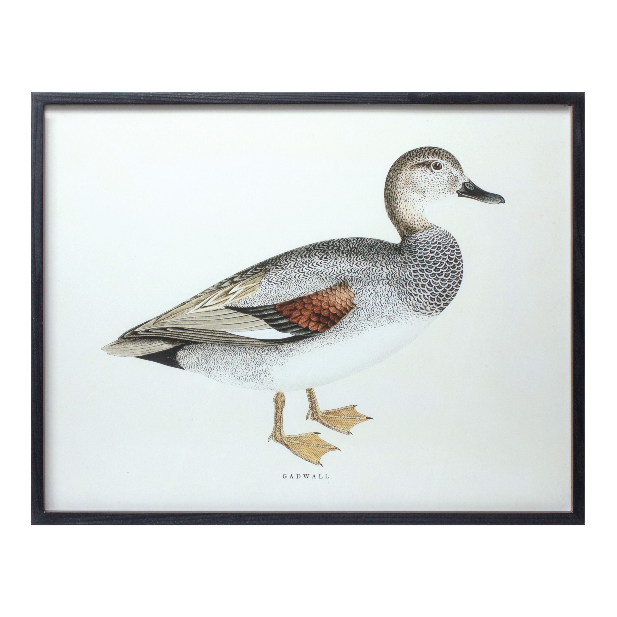 Bird Print Frame (Set of 5) 15.75