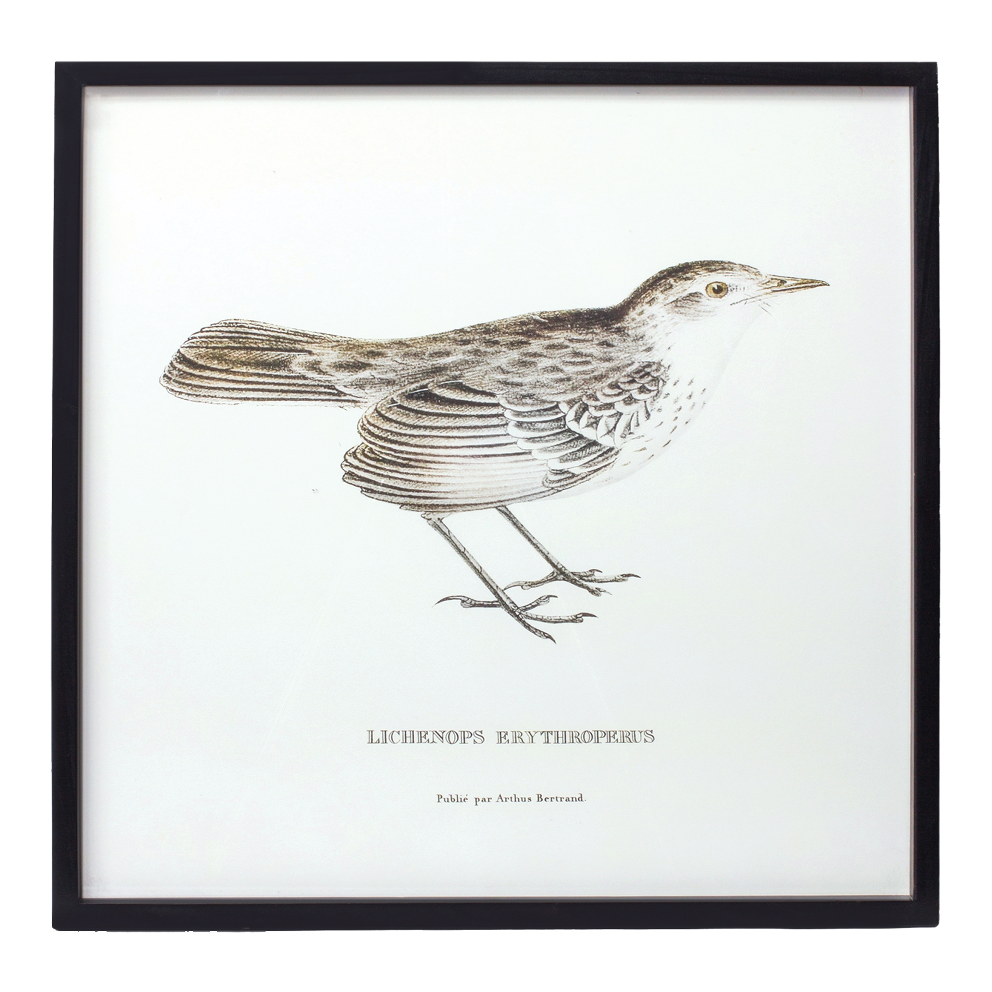 Bird Print Frame (Set of 5) 15.75