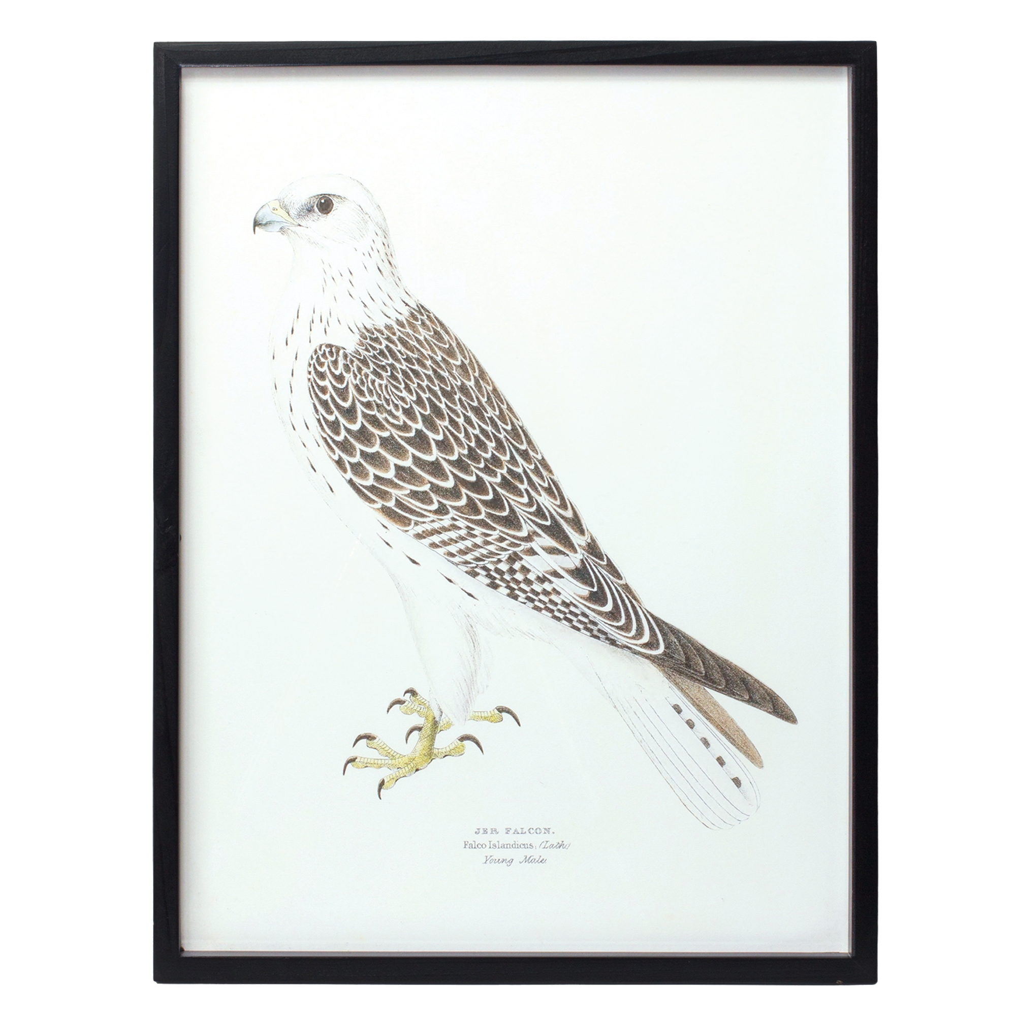 Bird Print Frame (Set of 5) 15.75