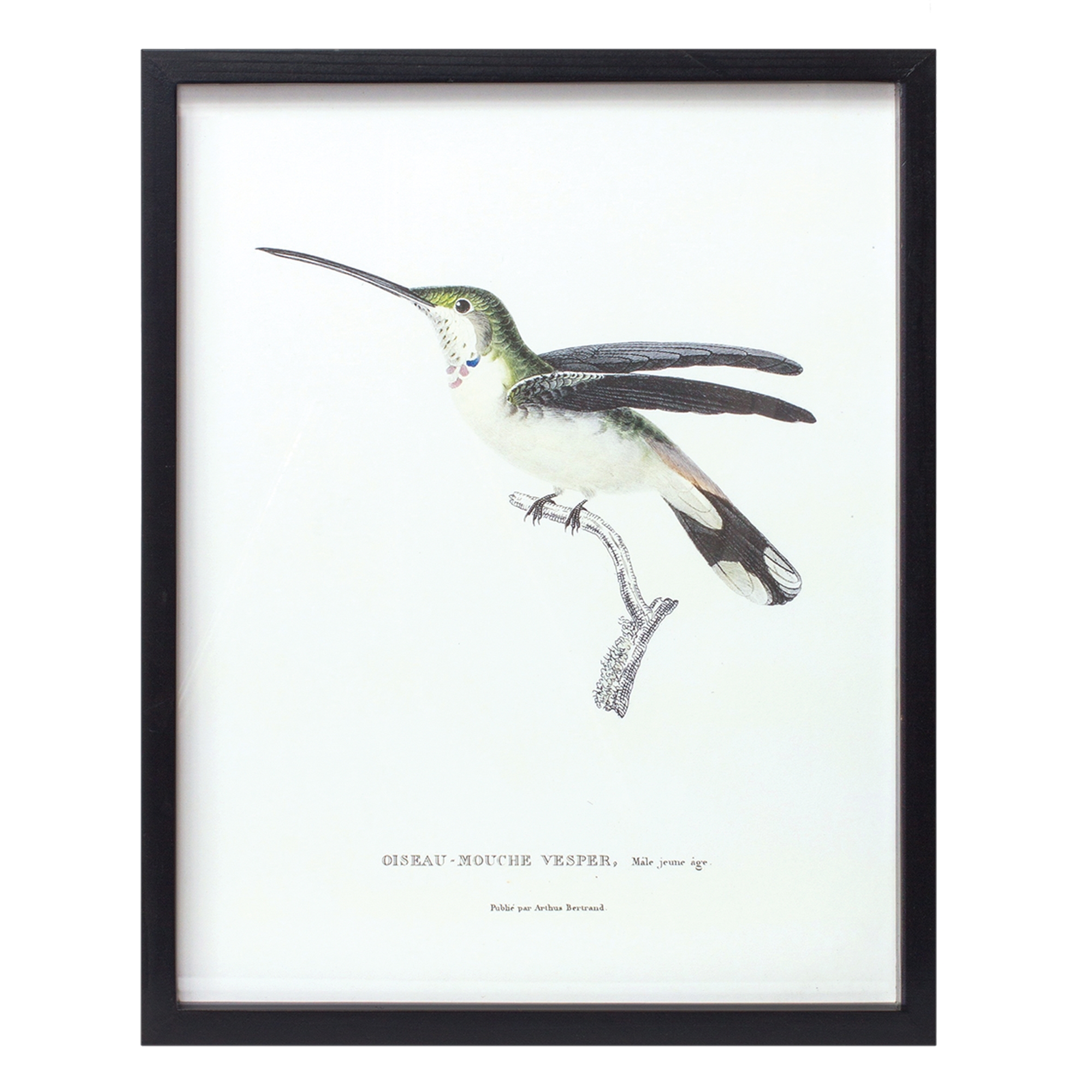 Bird Print Frame (Set of 5) 15.75