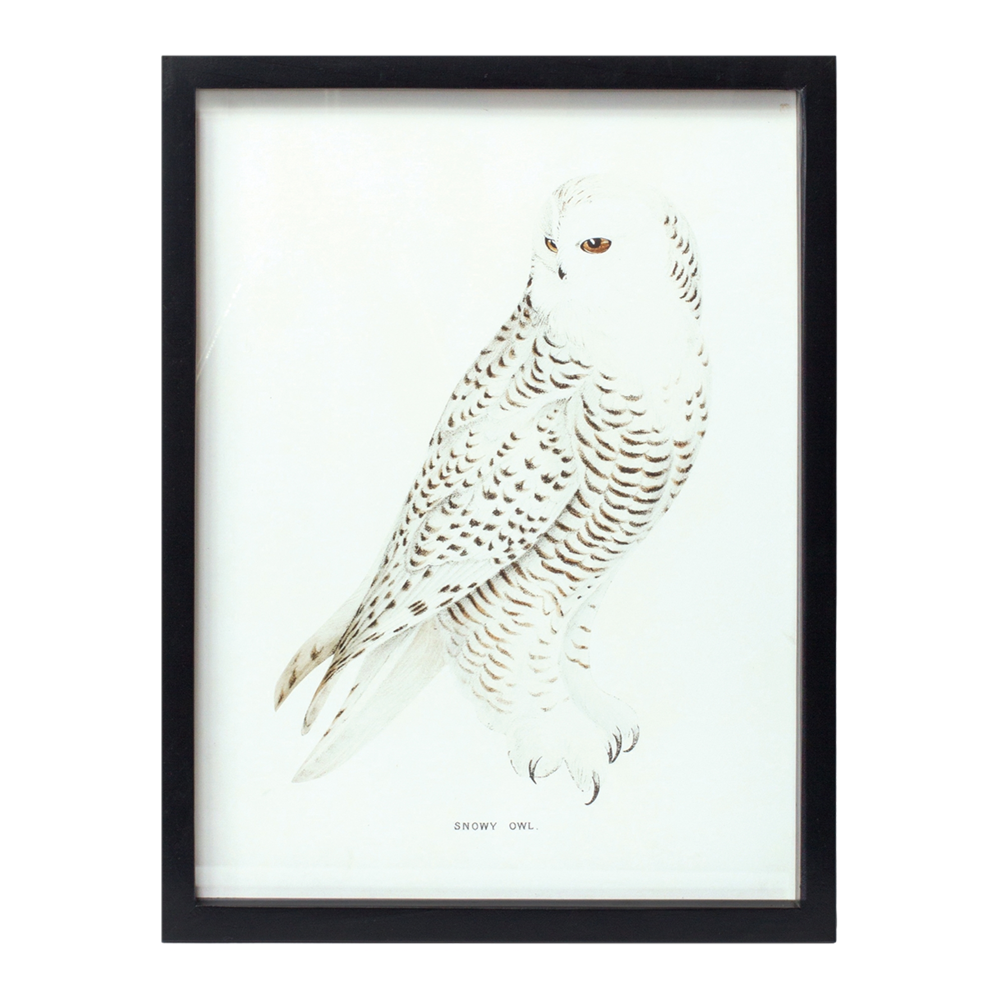 Bird Print Frame (Set of 5) 15.75