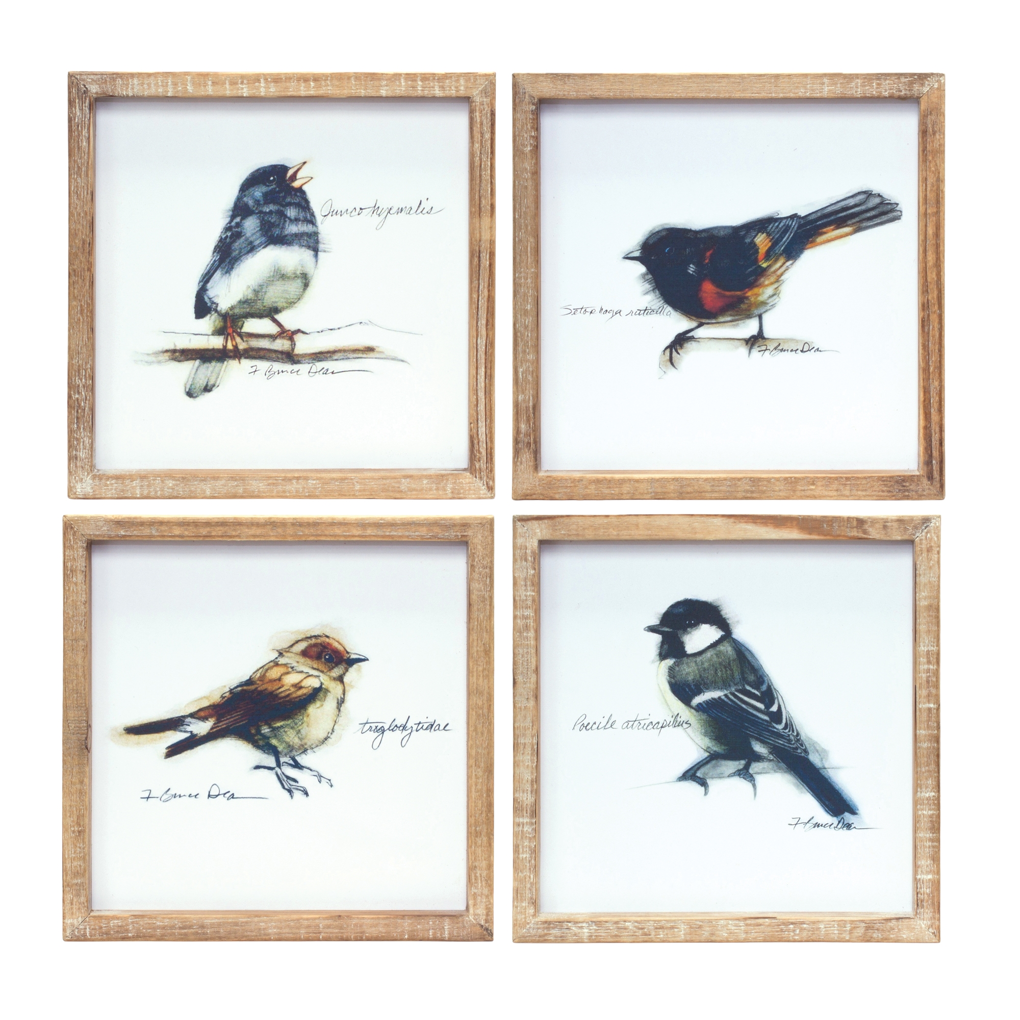 Framed Bird Print (Set of 4) 9.5