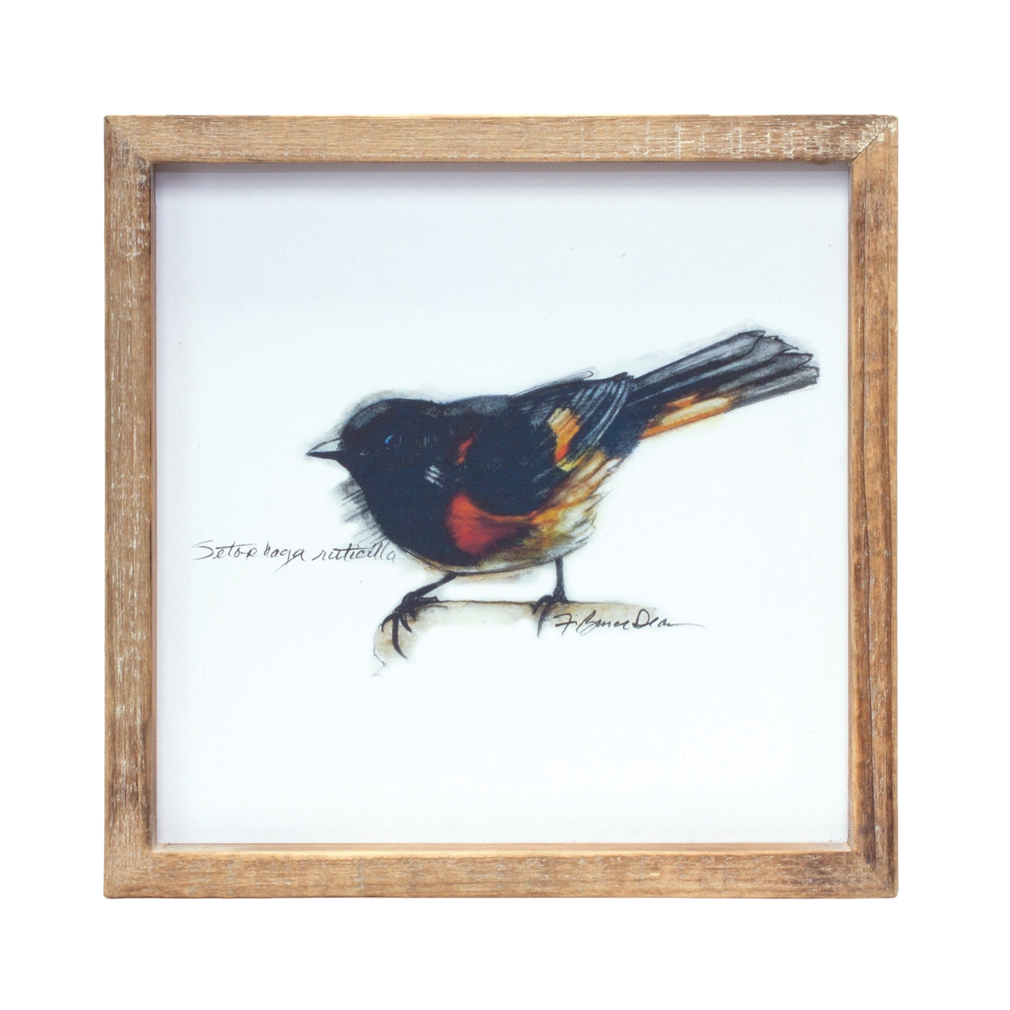 Framed Bird Print (Set of 4) 9.5