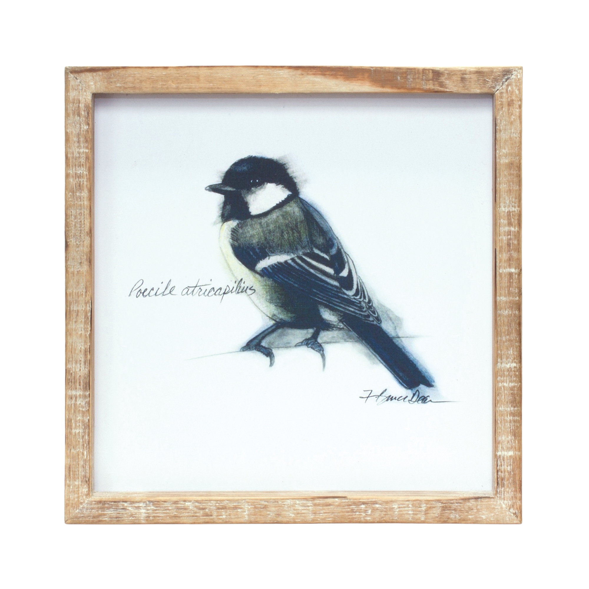 Framed Bird Print (Set of 4) 9.5