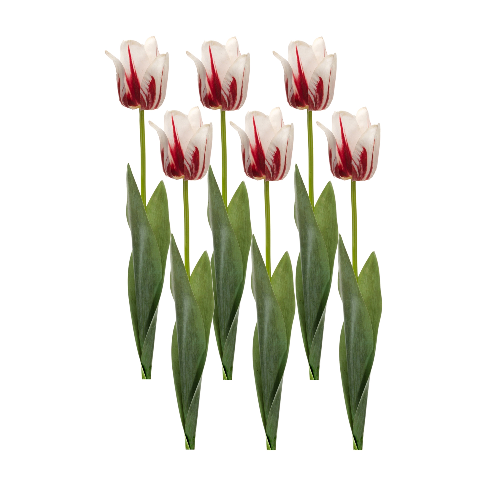 Tulip Stem (Set of 6) 27