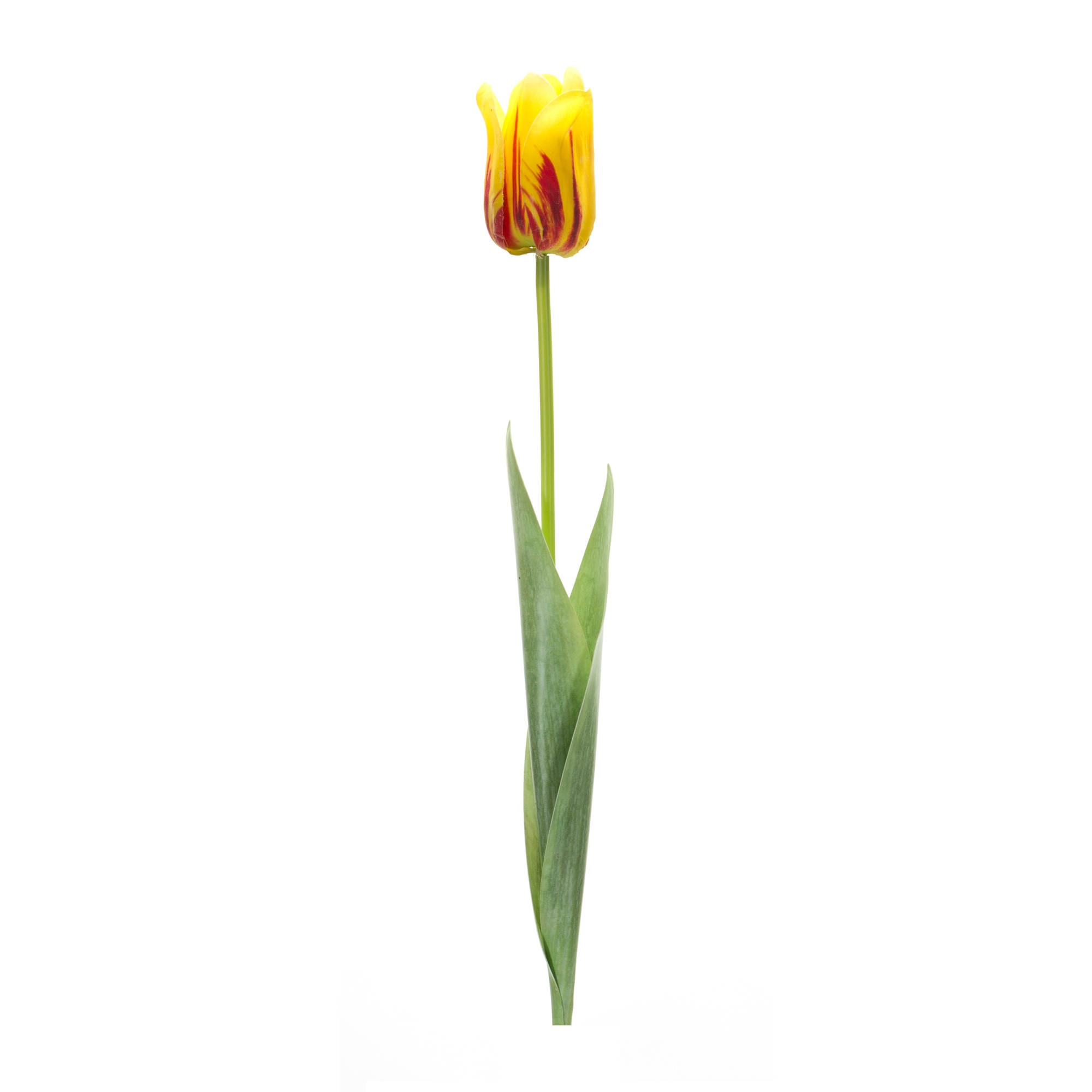 Tulip Stem (Set of 6) 27