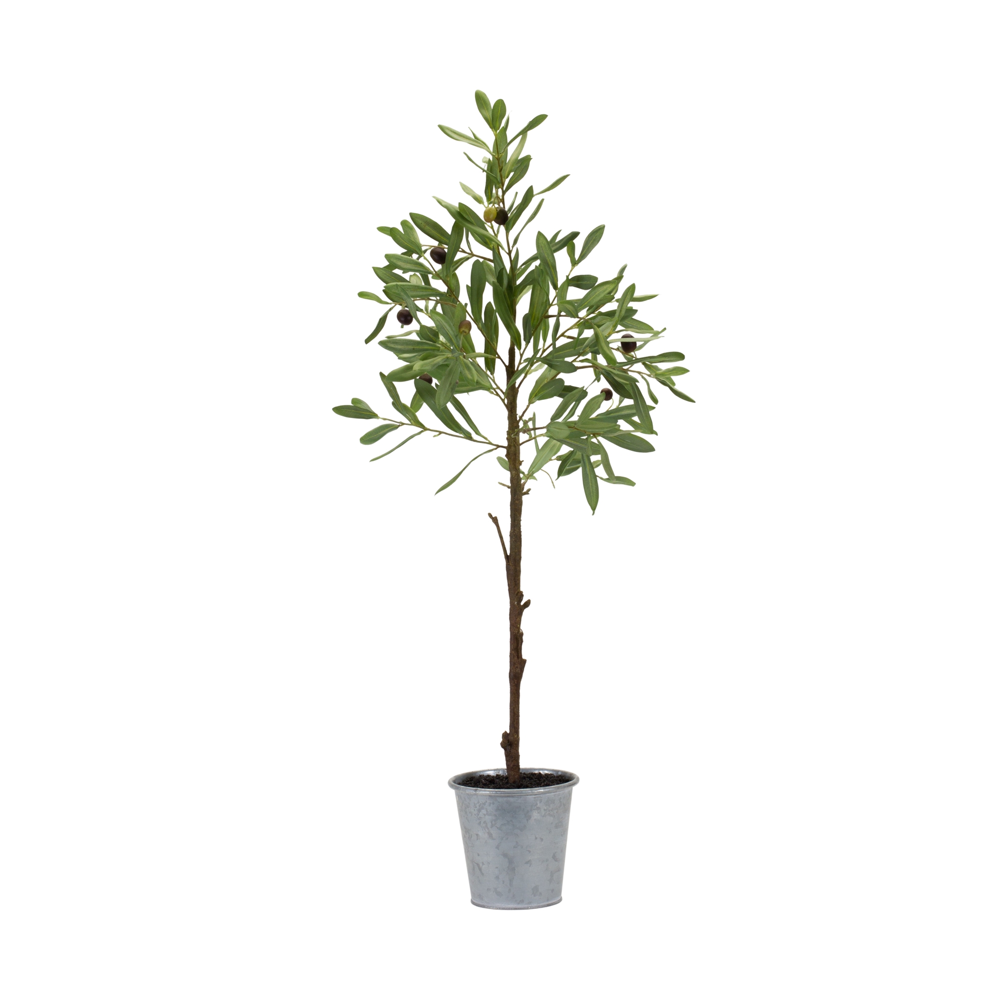 Potted Olive Tree 31.5