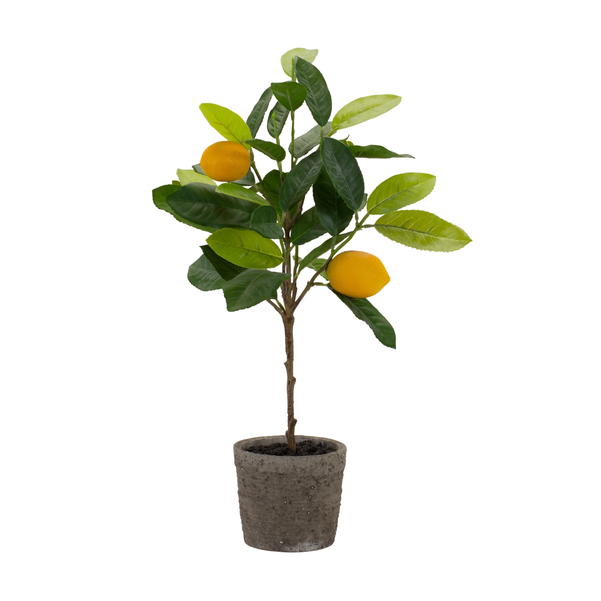 Potted Lemon Tree (Set of 2) 19.5