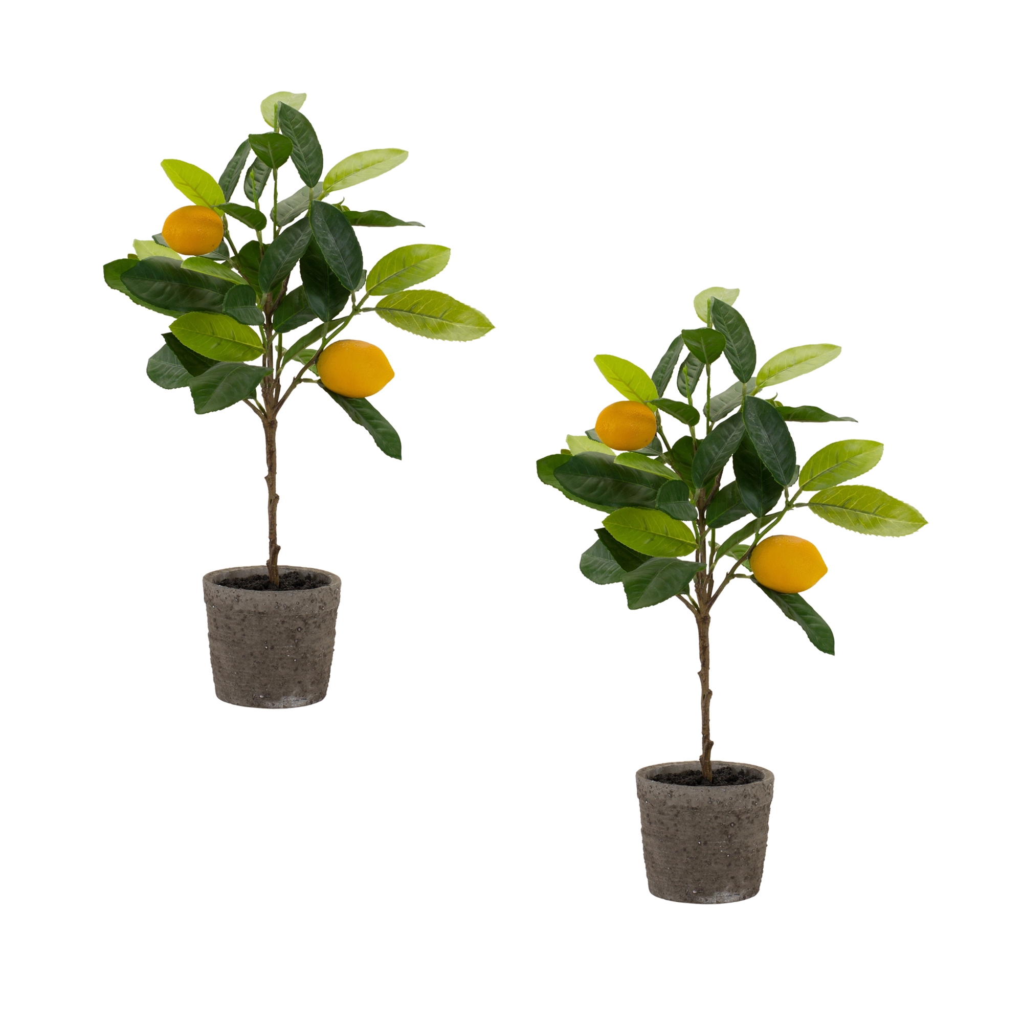 Potted Lemon Tree (Set of 2) 19.5