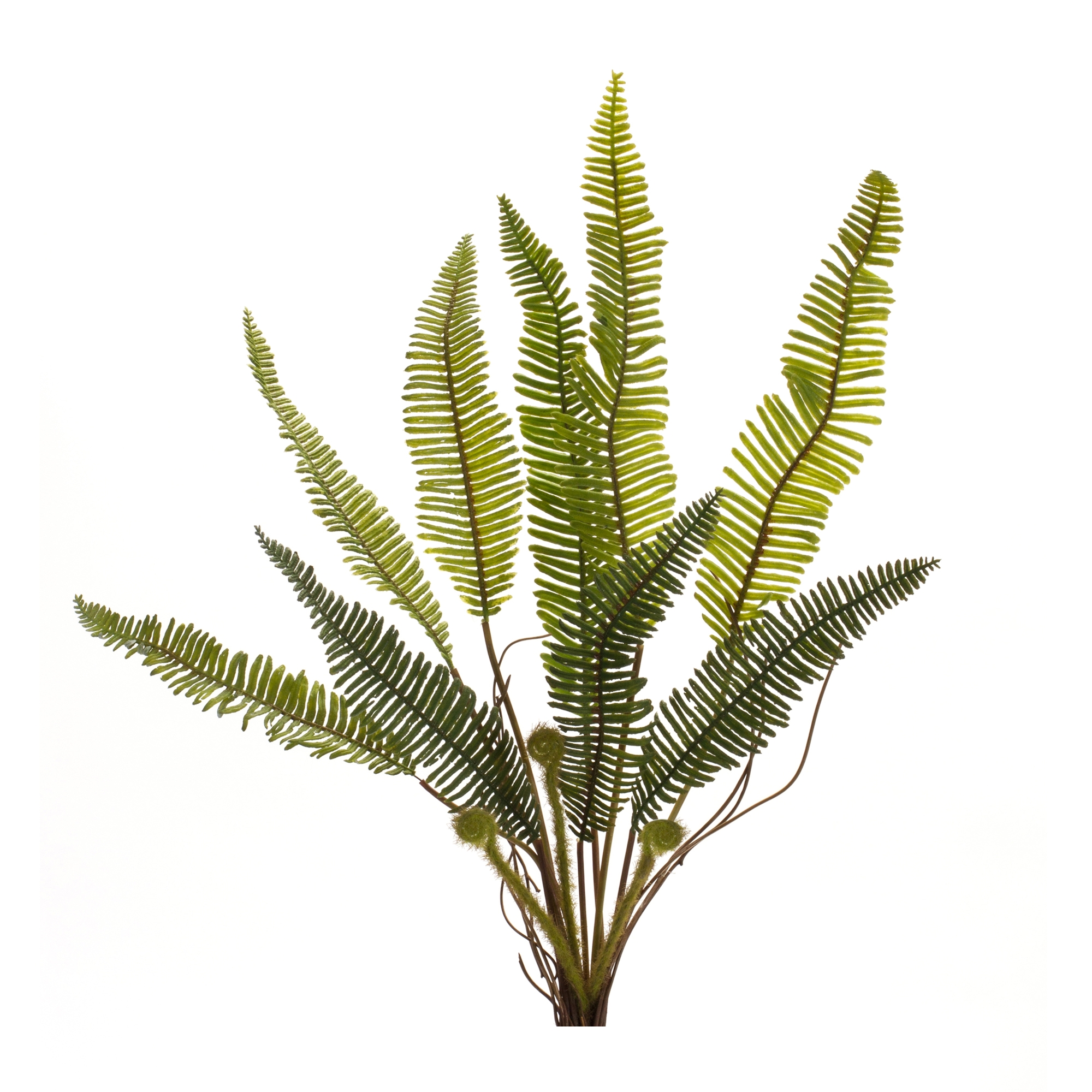 Fern Plant (Set of 6) 17.5
