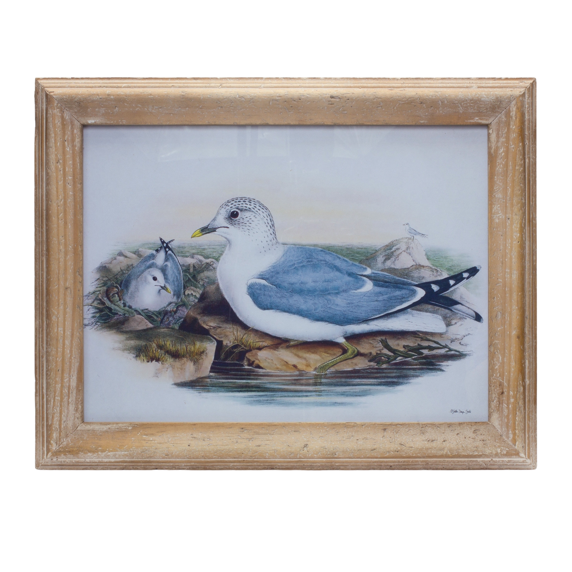 Framed Bird Print 16.5