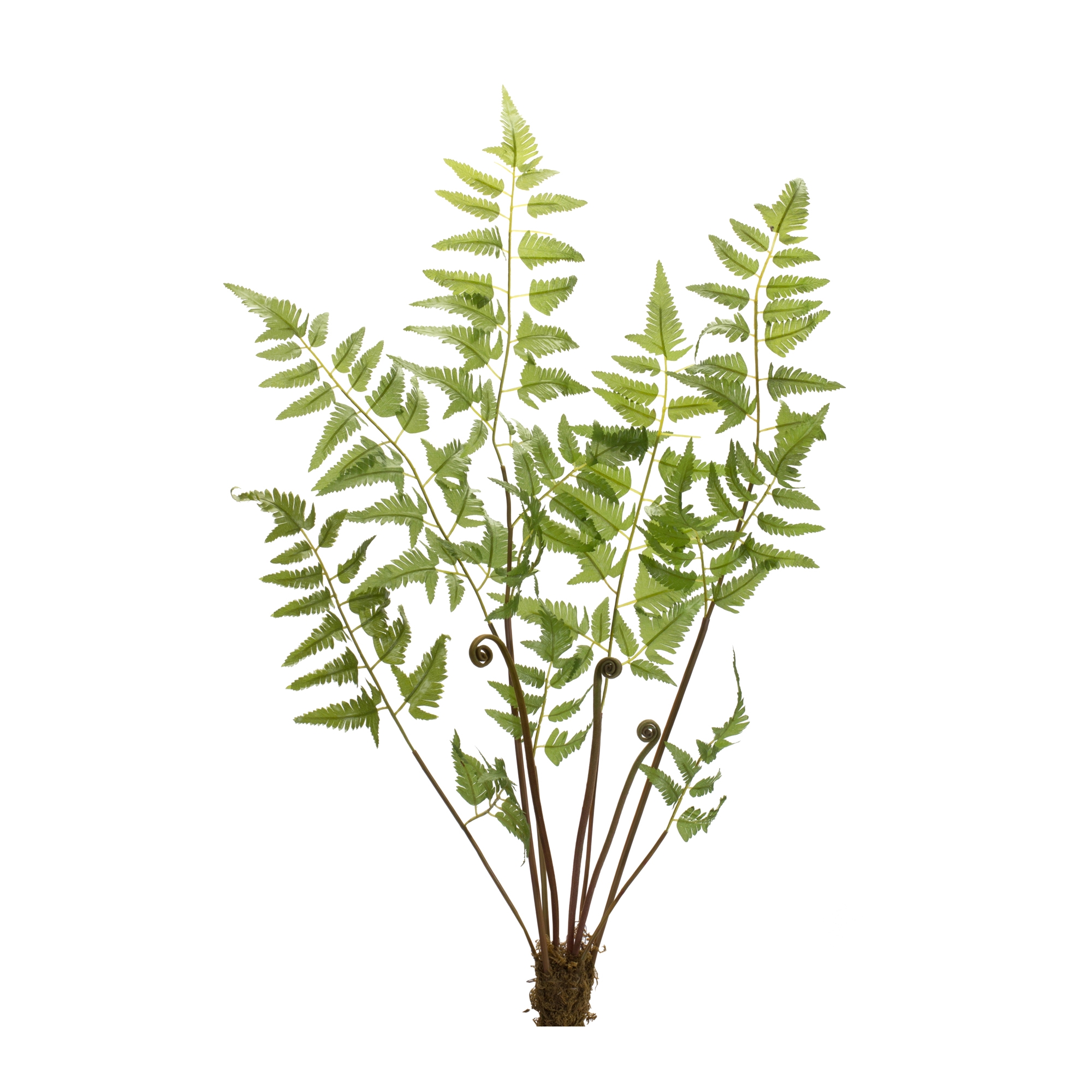 Fern Bundle (Set of 6) 37