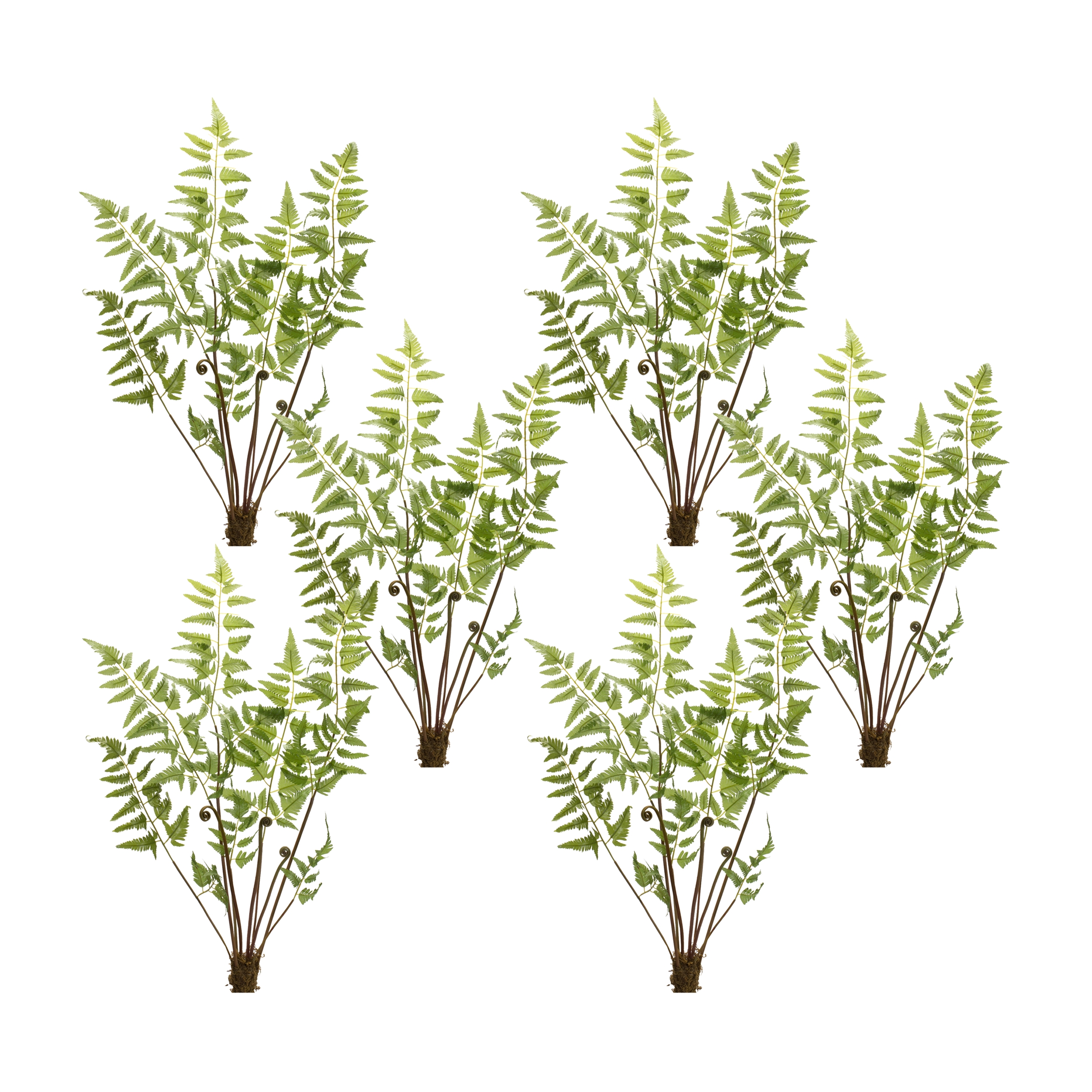 Fern Bundle (Set of 6) 37