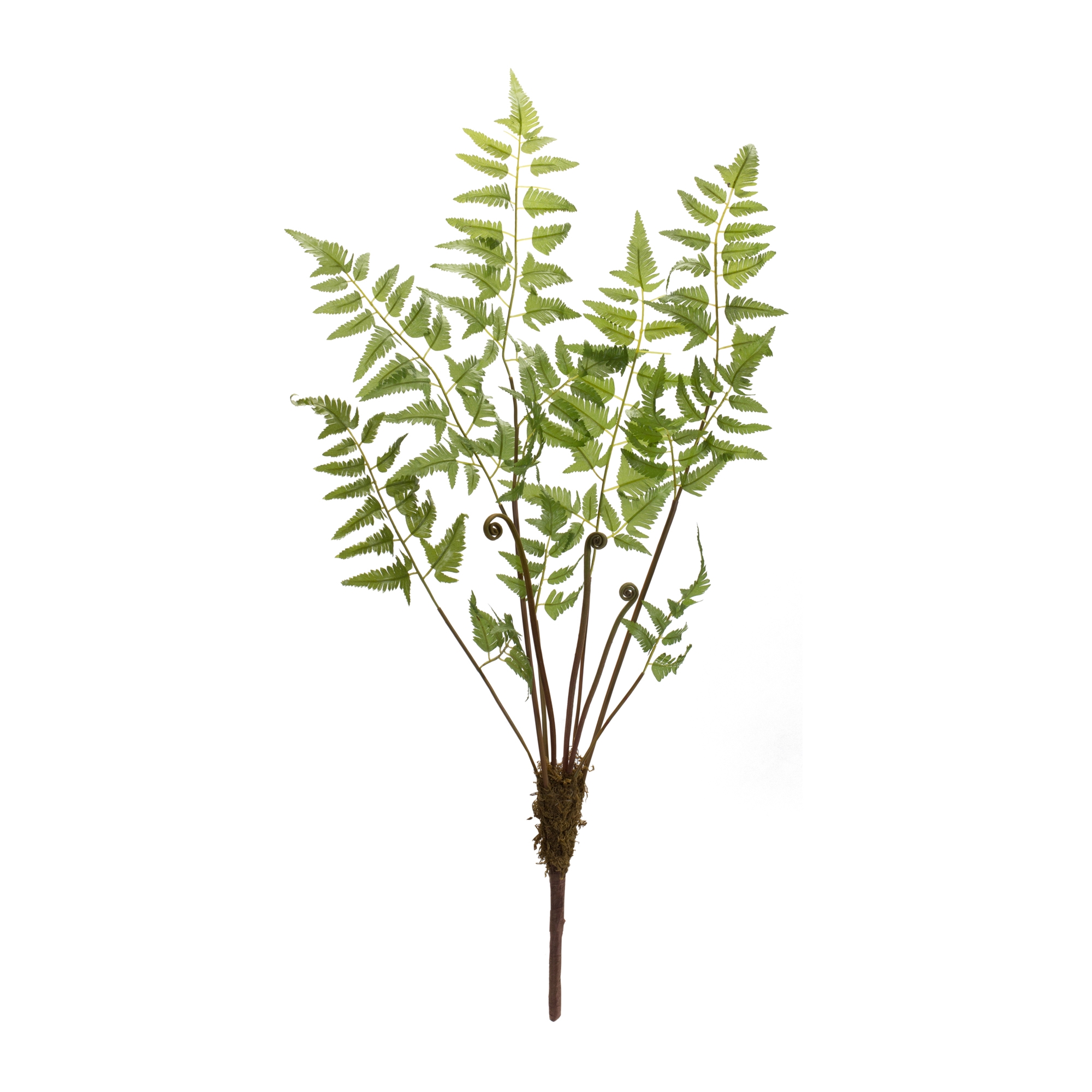 Fern Bundle (Set of 6) 37