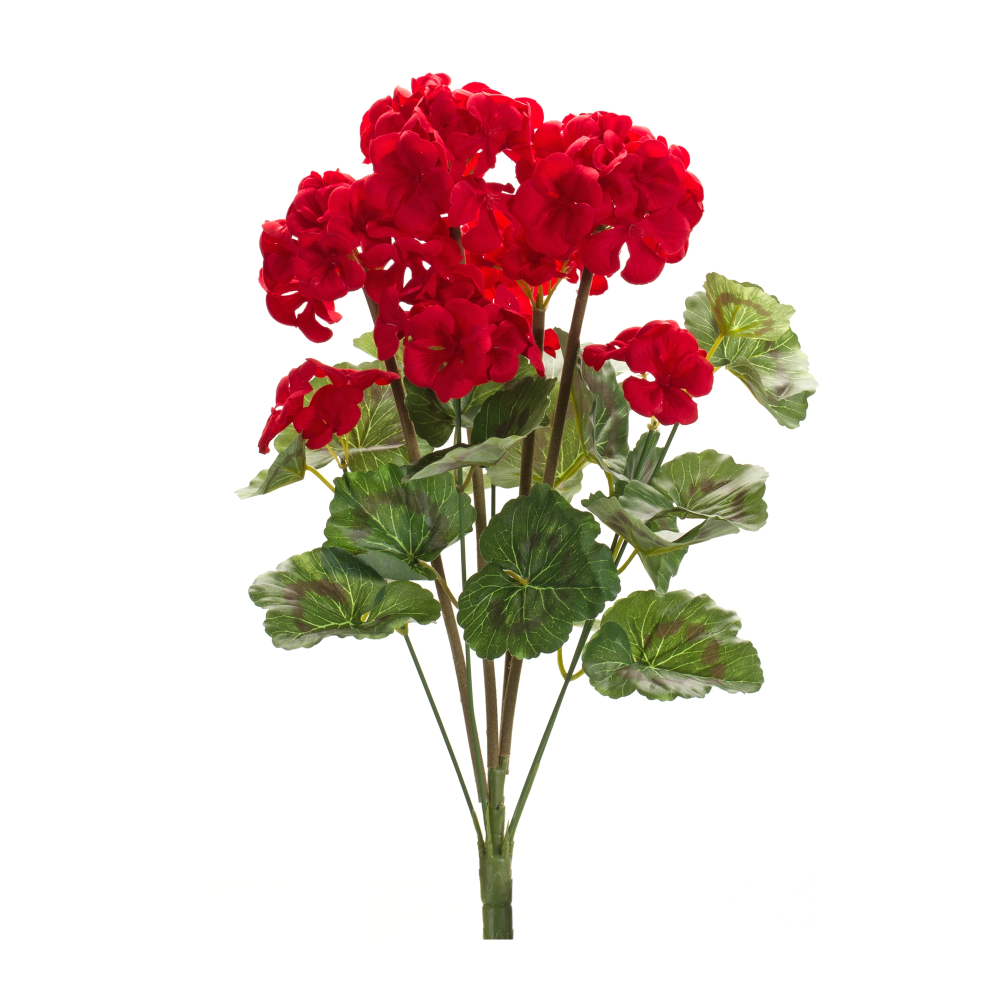 Geranium Bush (Set of 6) 20