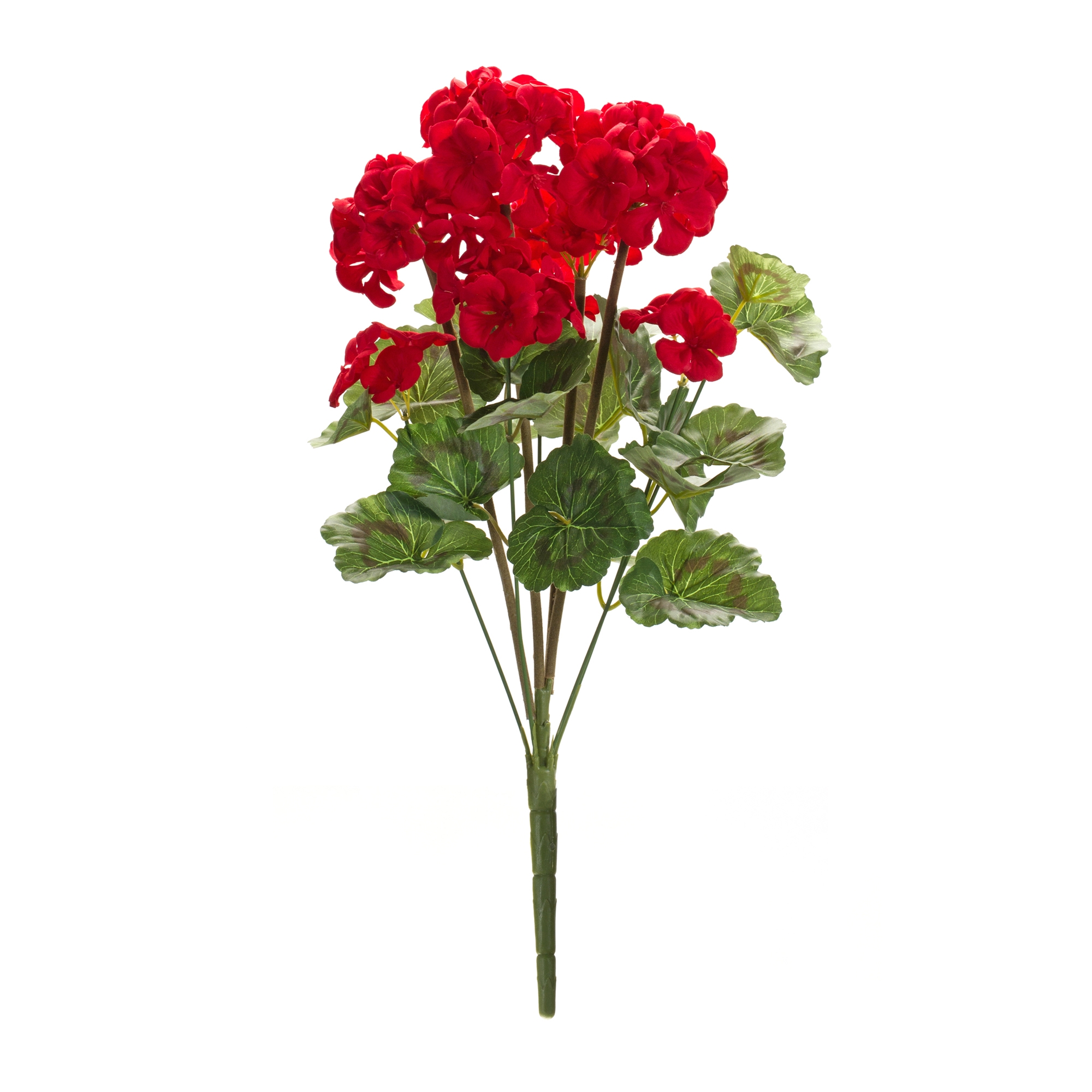 Geranium Bush (Set of 6) 20