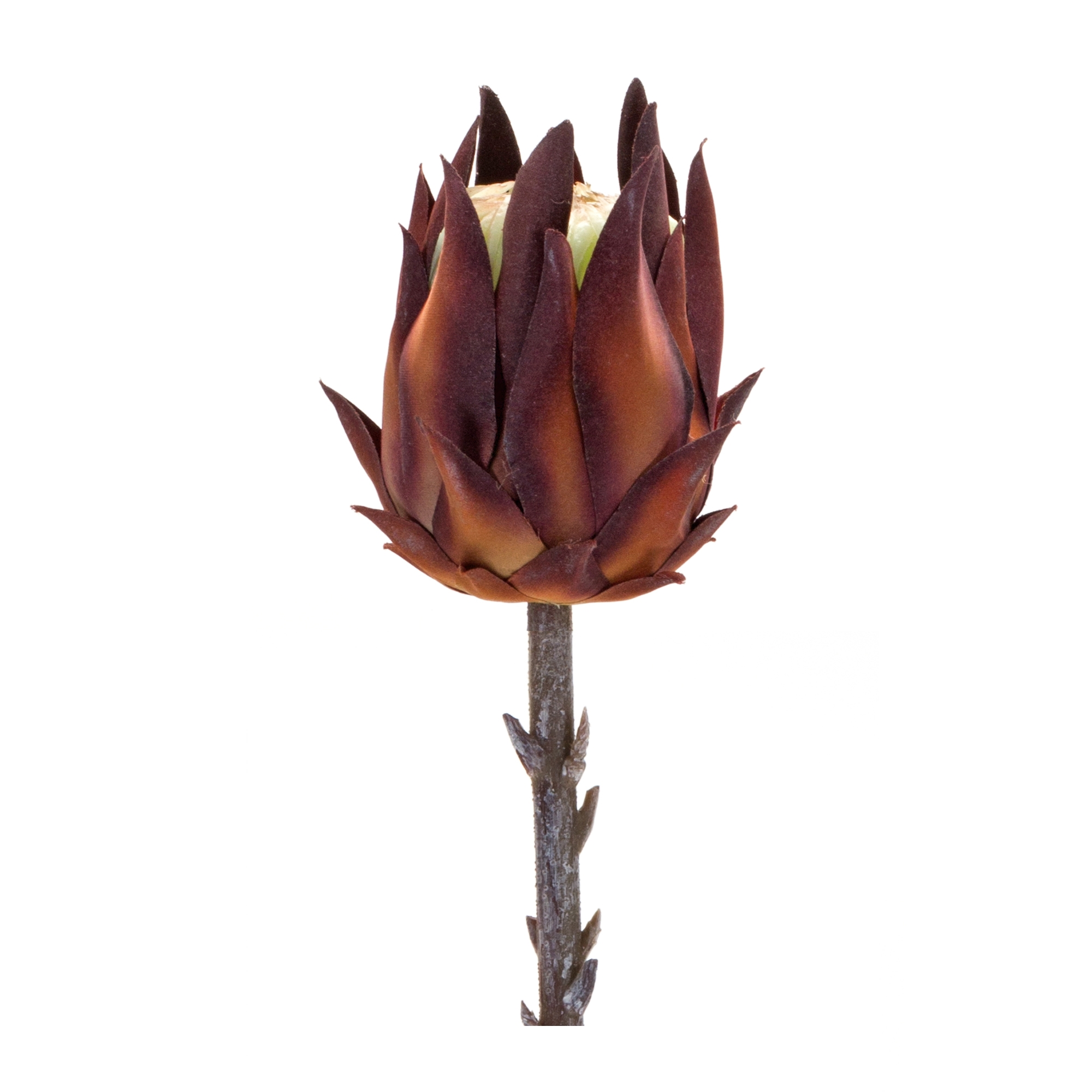 Protea Stem (Set of 6) 20
