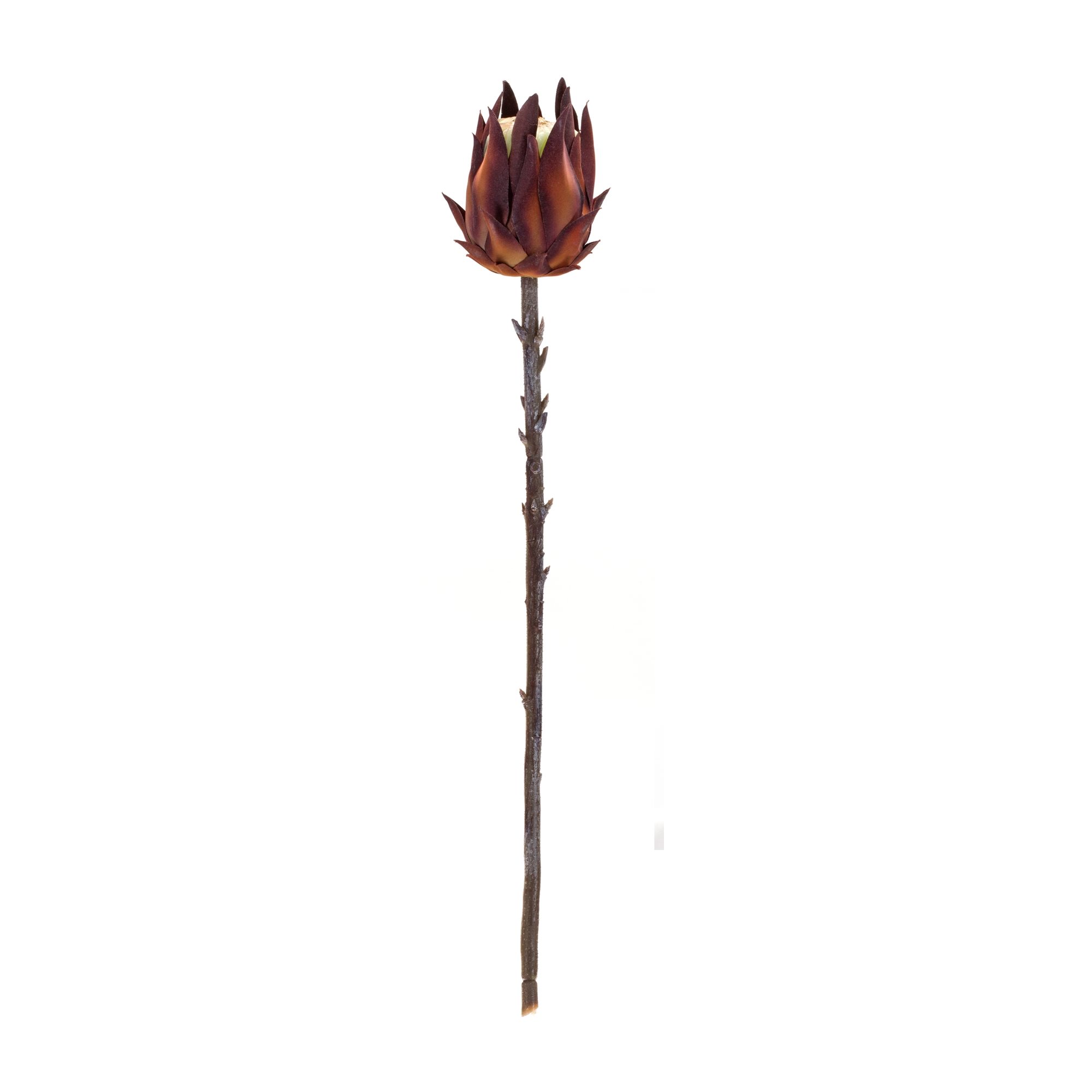 Protea Stem (Set of 6) 20