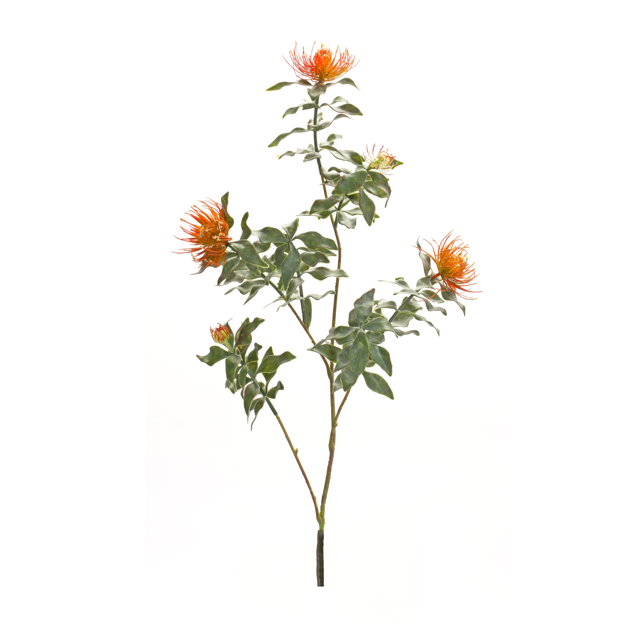 Protea Stem (Set of 6) 34.25