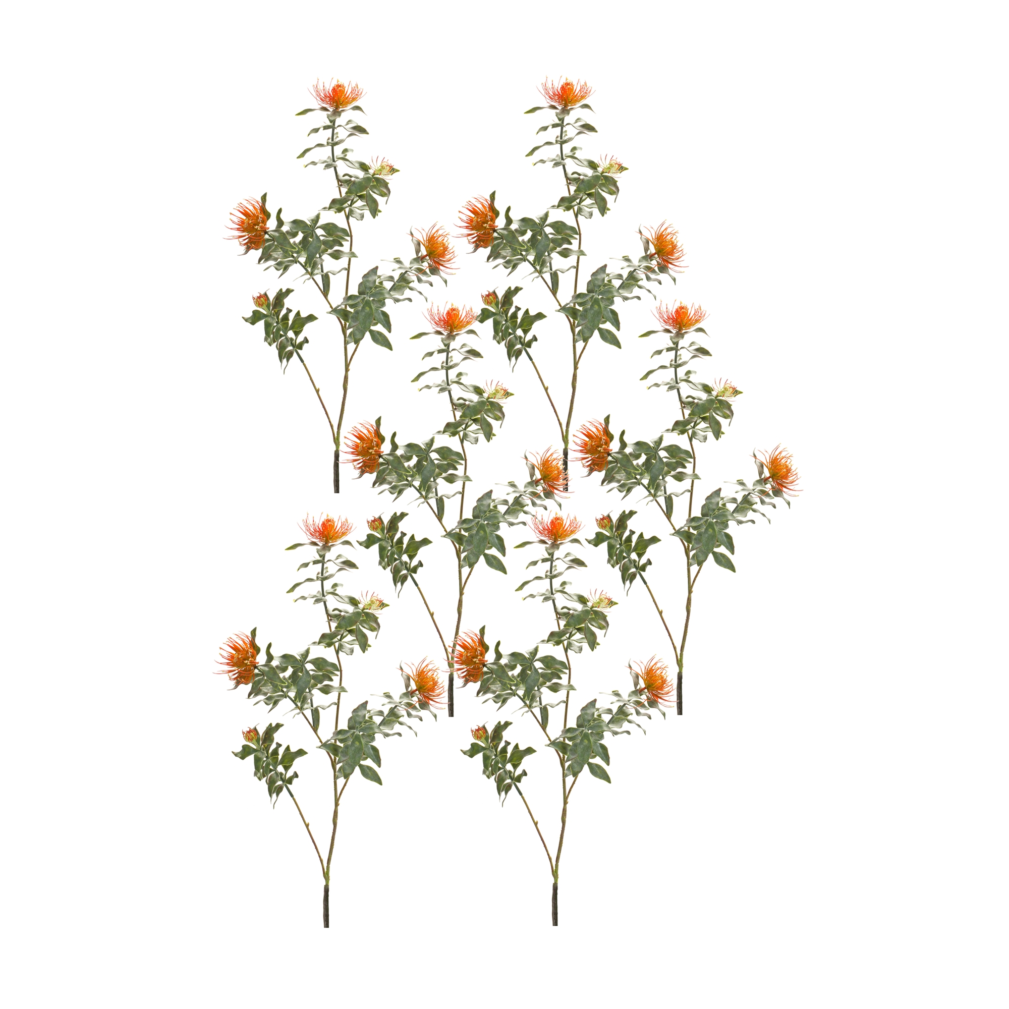 Protea Stem (Set of 6) 34.25