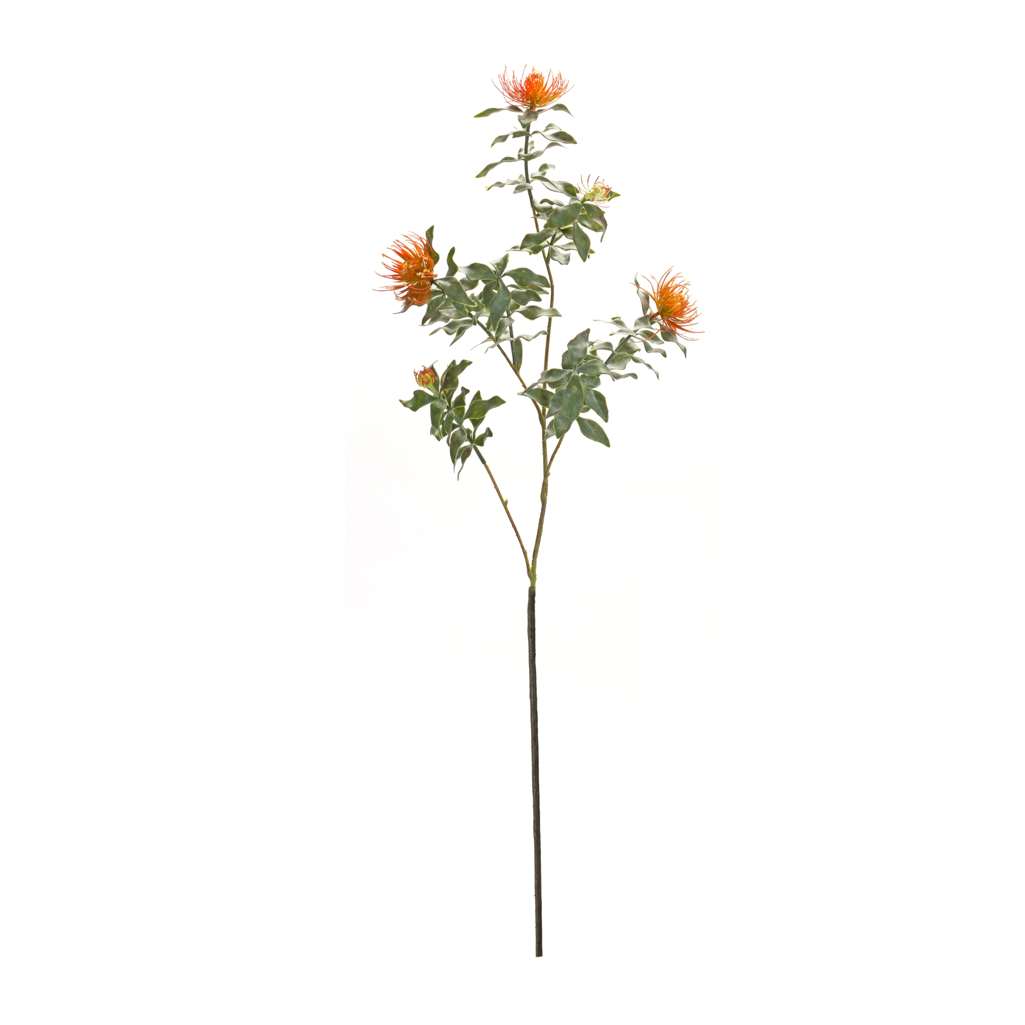 Protea Stem (Set of 6) 34.25