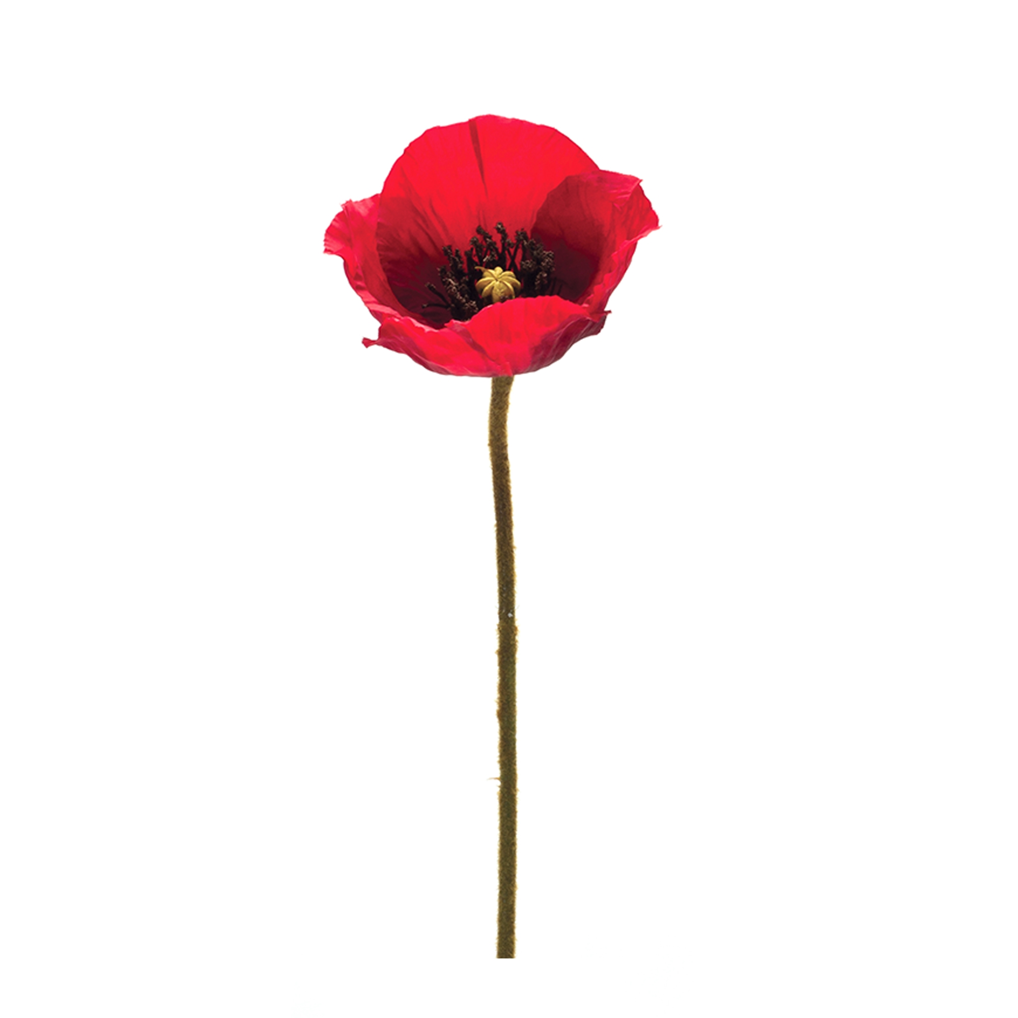 Poppy Spray (Set of 6) 26.5