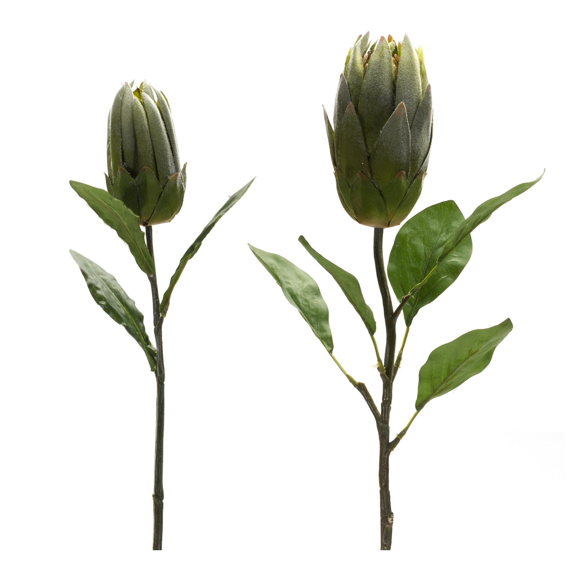 Protea Stem (Set of 6) 20